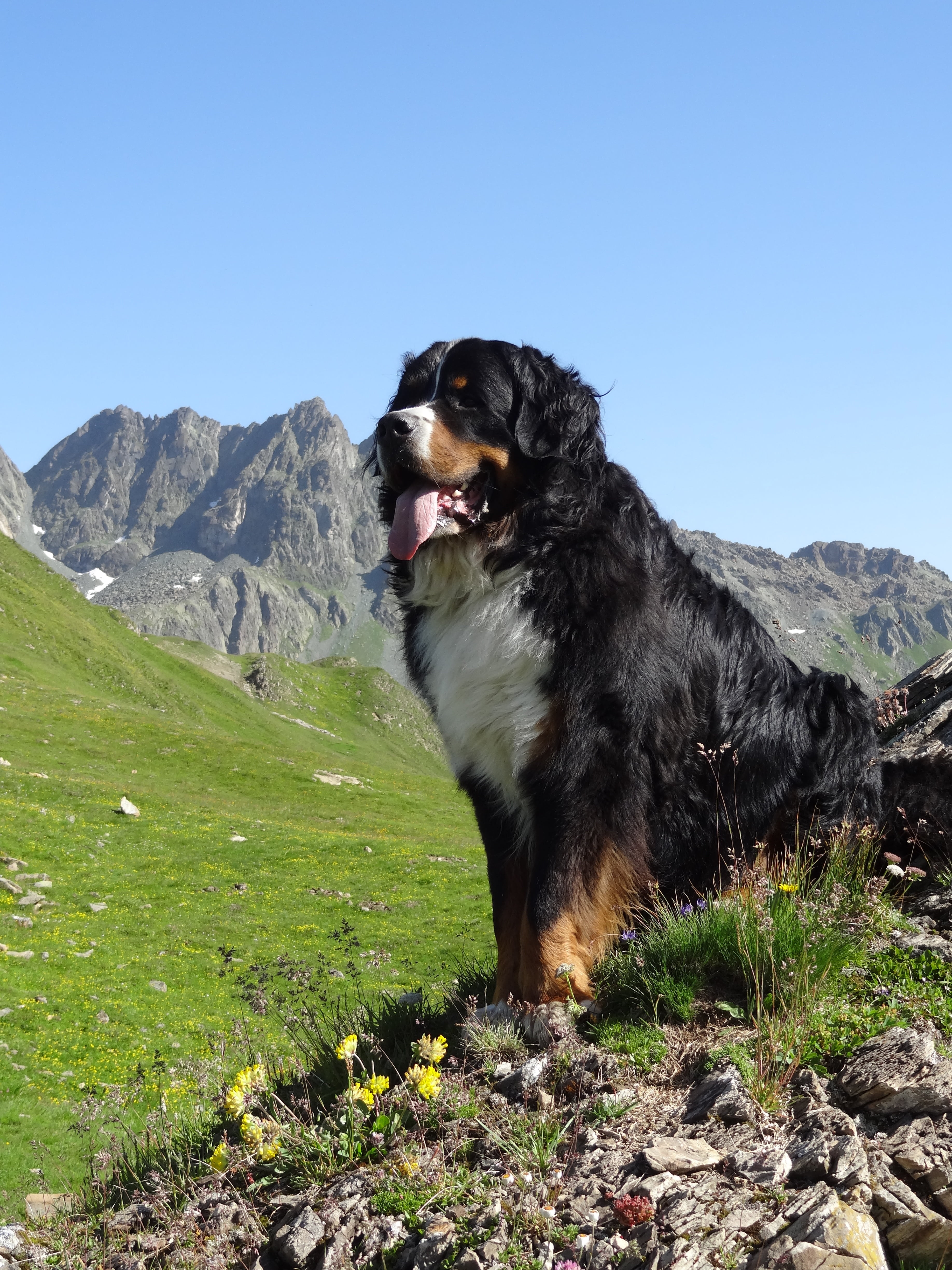 canine, bernese mountain dog, no people, mountains, pets, mountain, vertebrate, one animal, nature, domestic, domestic animals, field, outdoors, clear sky, Phone HD Wallpaper
