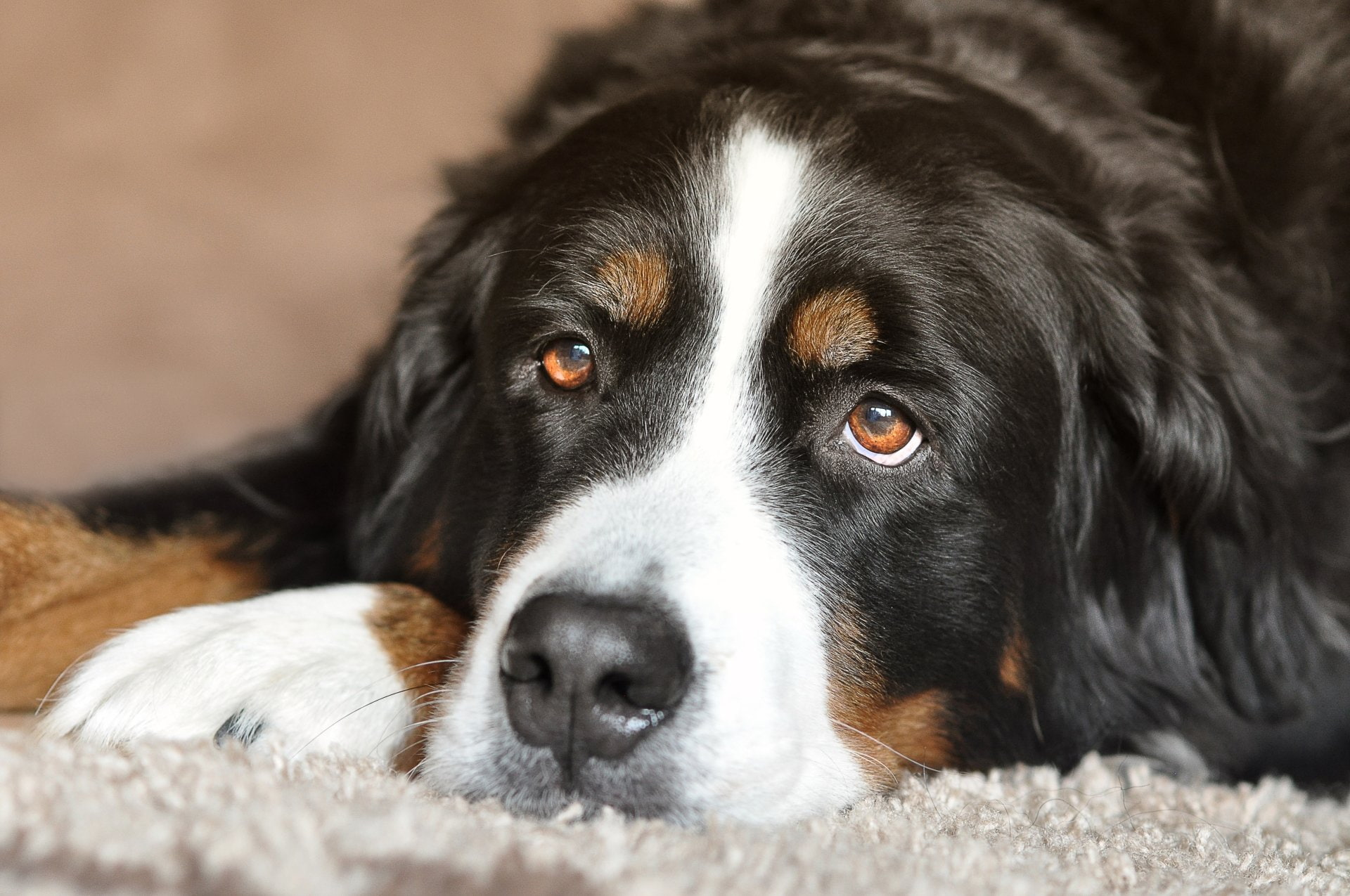 Dogs, Bernese Mountain Dog, Dog, Pet, 1080P, HD Wallpaper