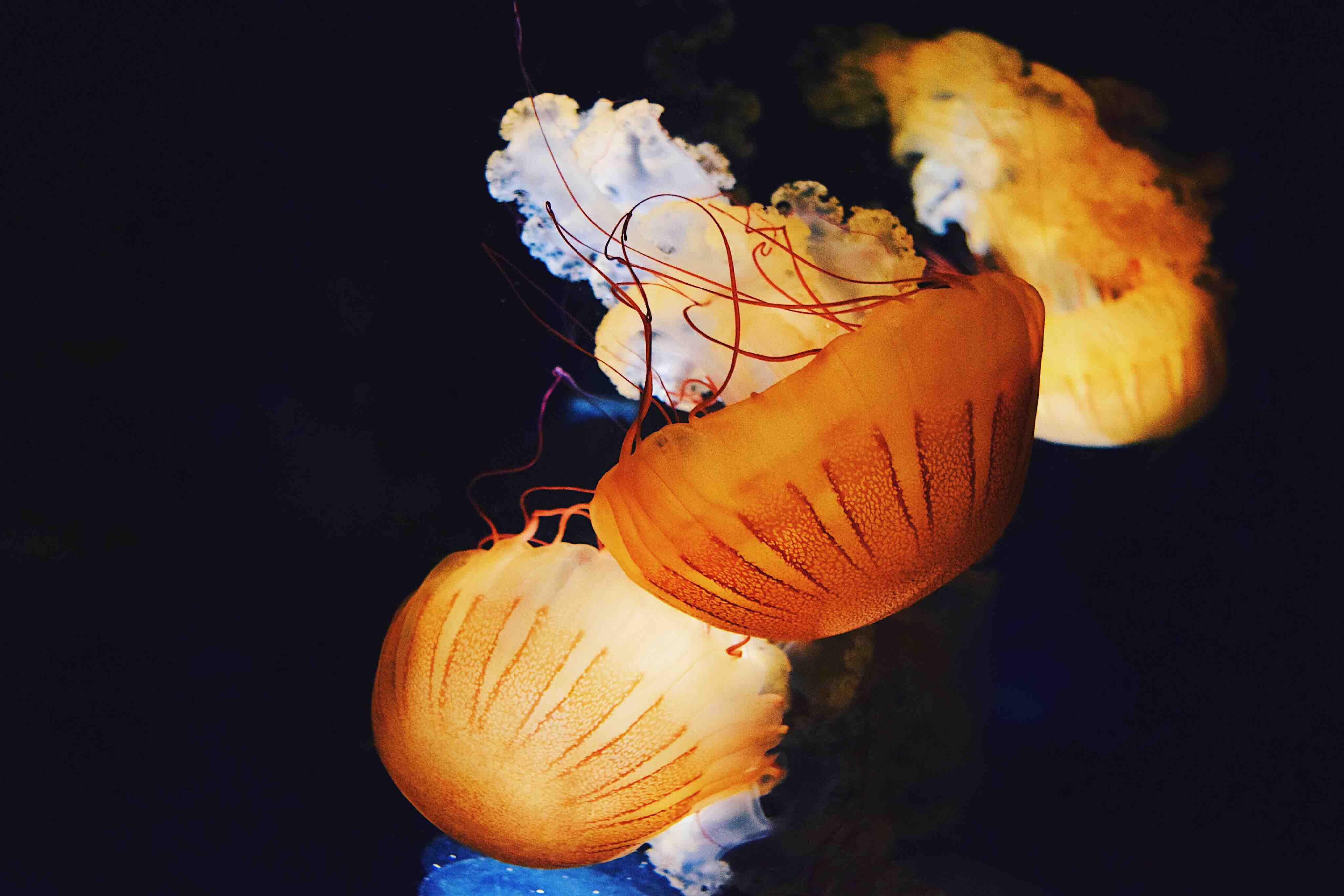 sea, orange, photography, vsco, close-up, no people, animal themes, group of animals, aquarium, marine life, swimming, animals in the wild, jellyfish, animal, HD Wallpaper