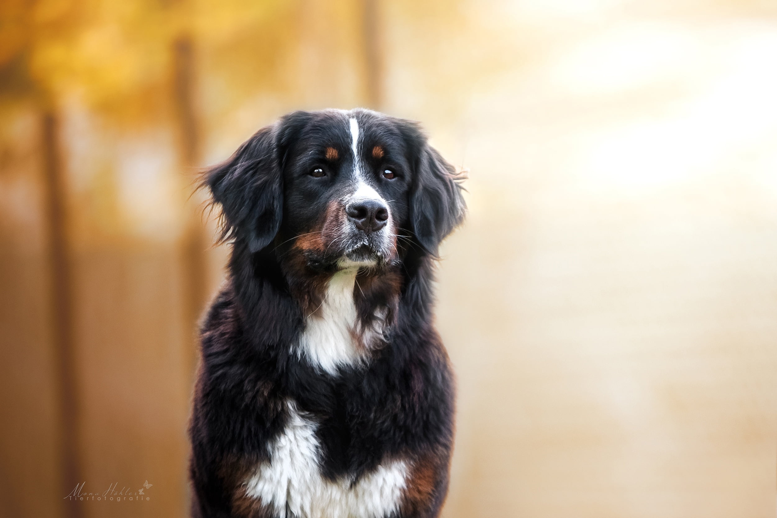 purebred dog, close-up, one animal, vertebrate, Bernese Mountain Dog, no people, day, domestic animals, domestic, yellow, focus on foreground, portrait, HD Wallpaper