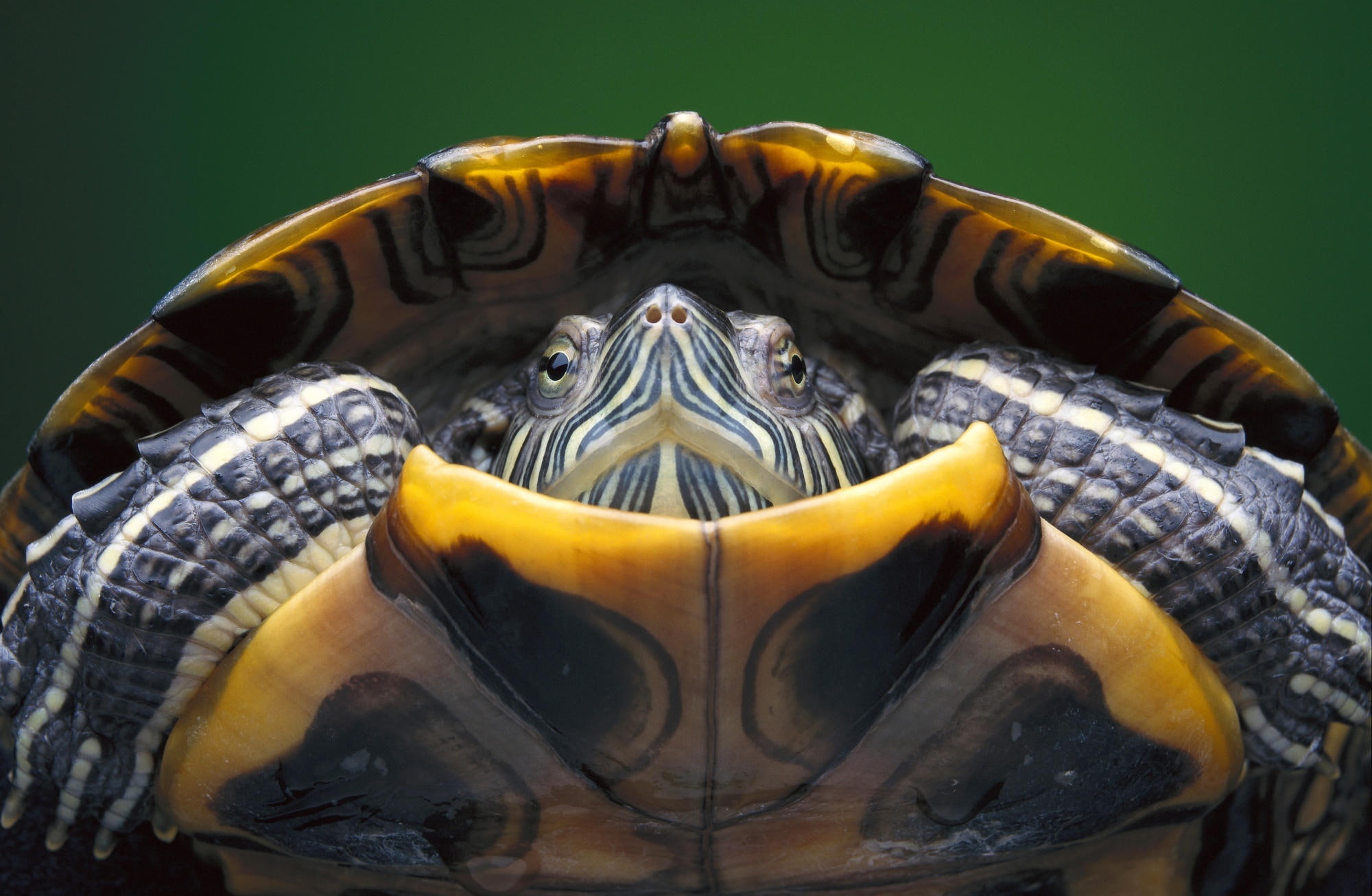no people, animal themes, colored background, brown, Slider, Hispaniolan, reptile, animal head, studio shot, tortoise shell, mouth open, tortoise, underwater, HD Wallpaper