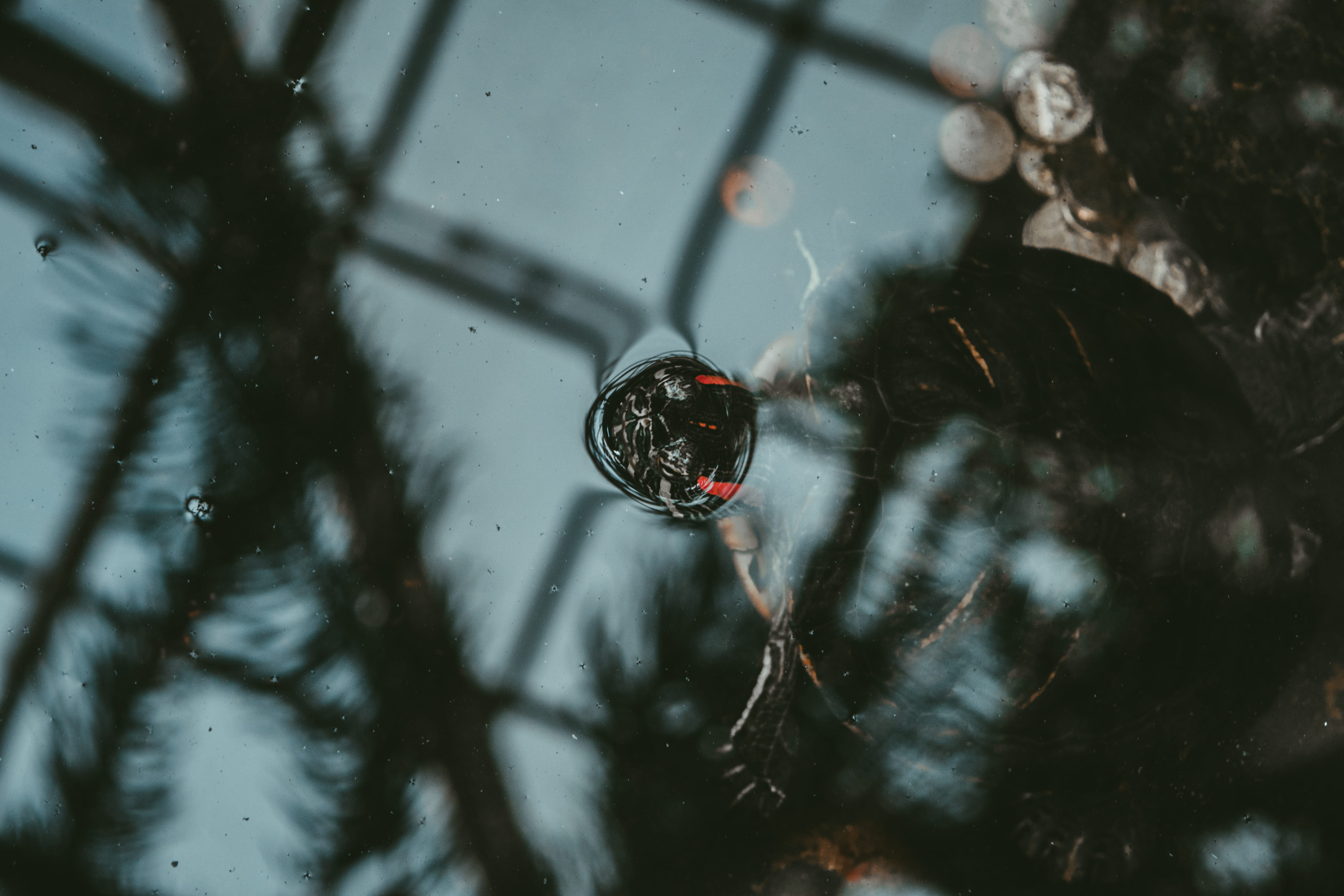 nature, reflection, drop, purity, close-up, winter, turtle, shadow, pond, window, day, motion, rain, christmas, high angle view, transportation, outdoors, HD Wallpaper