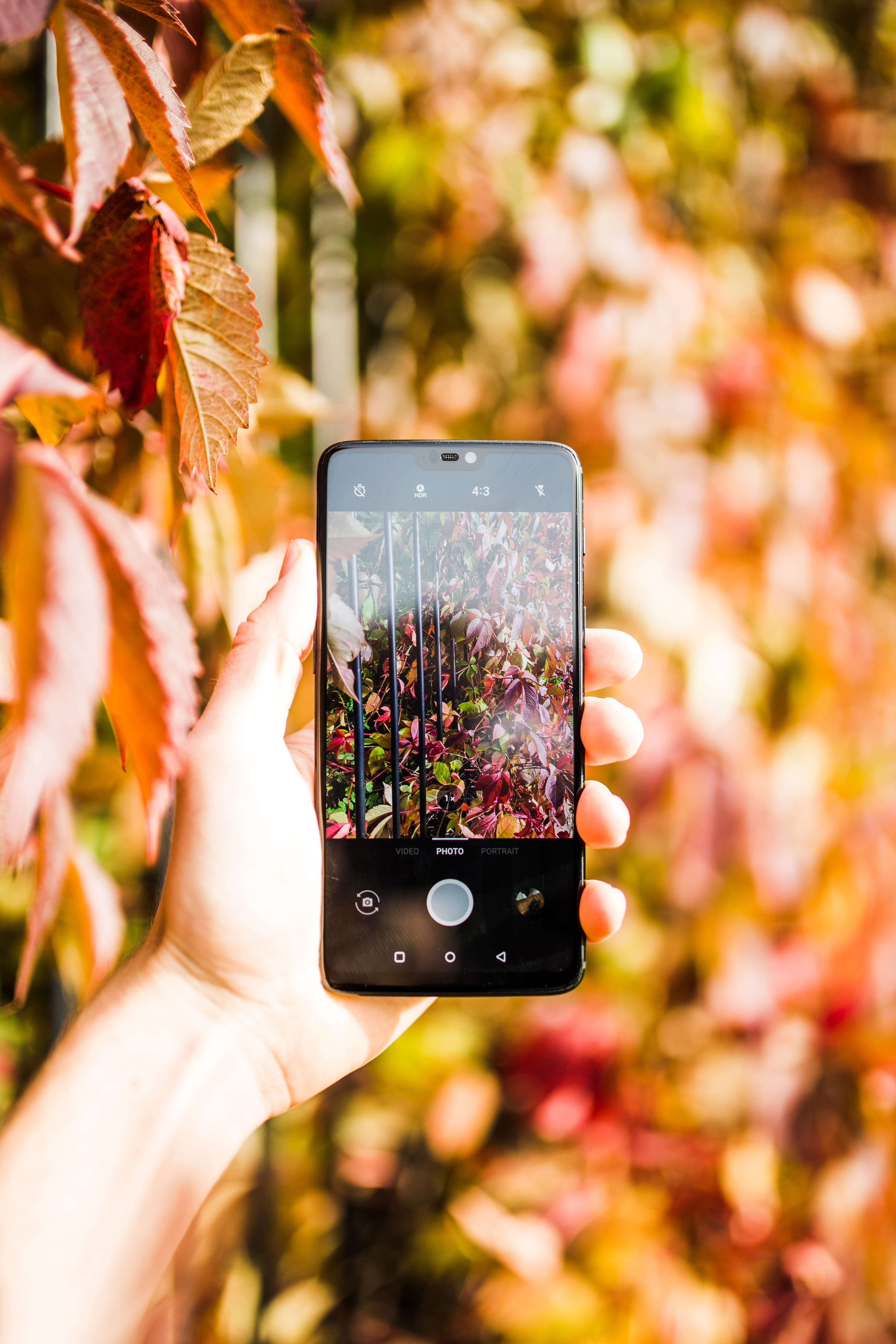 beauty In Nature, wireless Technology, outdoors, tree, people, camera - Photographic Equipment, mobile Phone, leaf, person, autumn, taking, oneplu, telephone, Phone HD Wallpaper