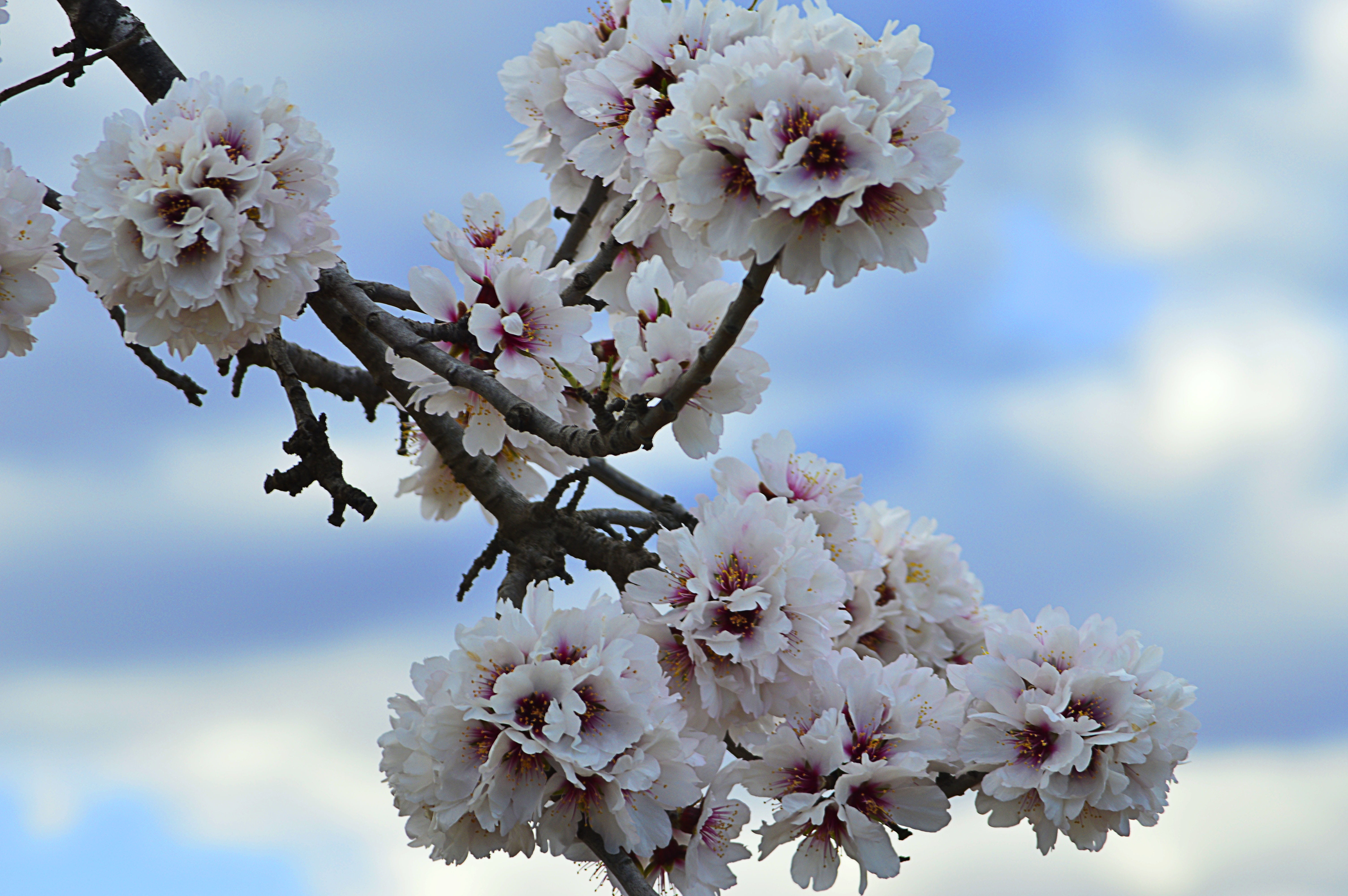 flowering plant, vulnerability, flowery branch, bunch of flowers, day, close-up, freshness, flowering, tree, inflorescence, almond tree in blossom, flower, HD Wallpaper