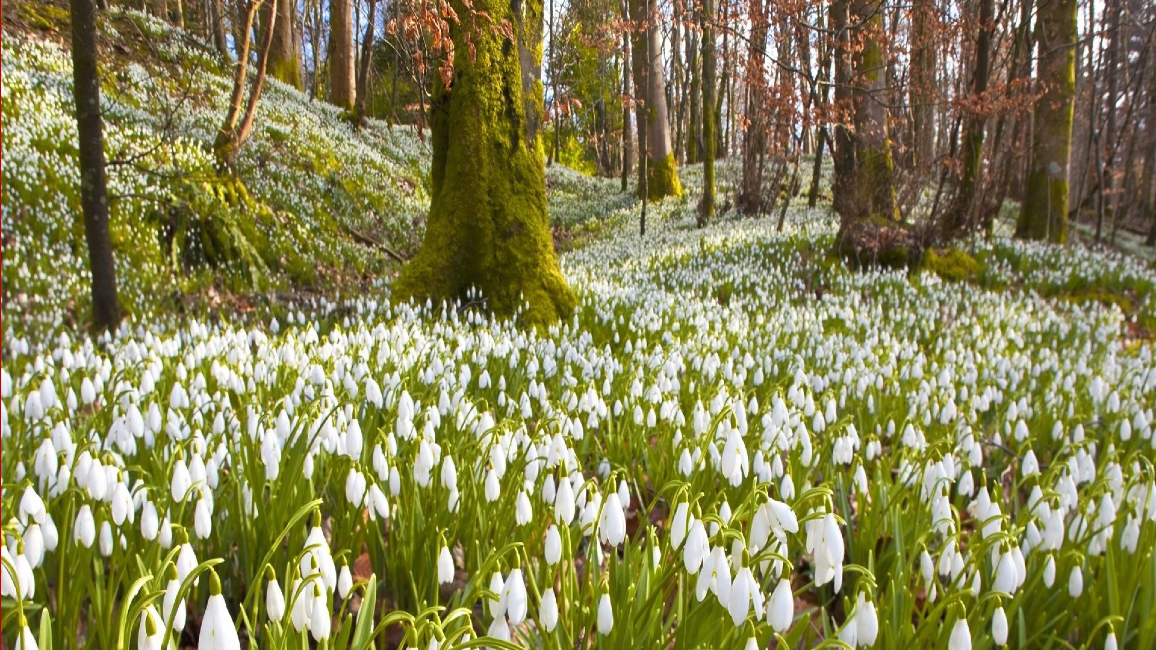 flowery, snowdrops, 4K, trees, spring, flowers, forest, hillside, HD Wallpaper