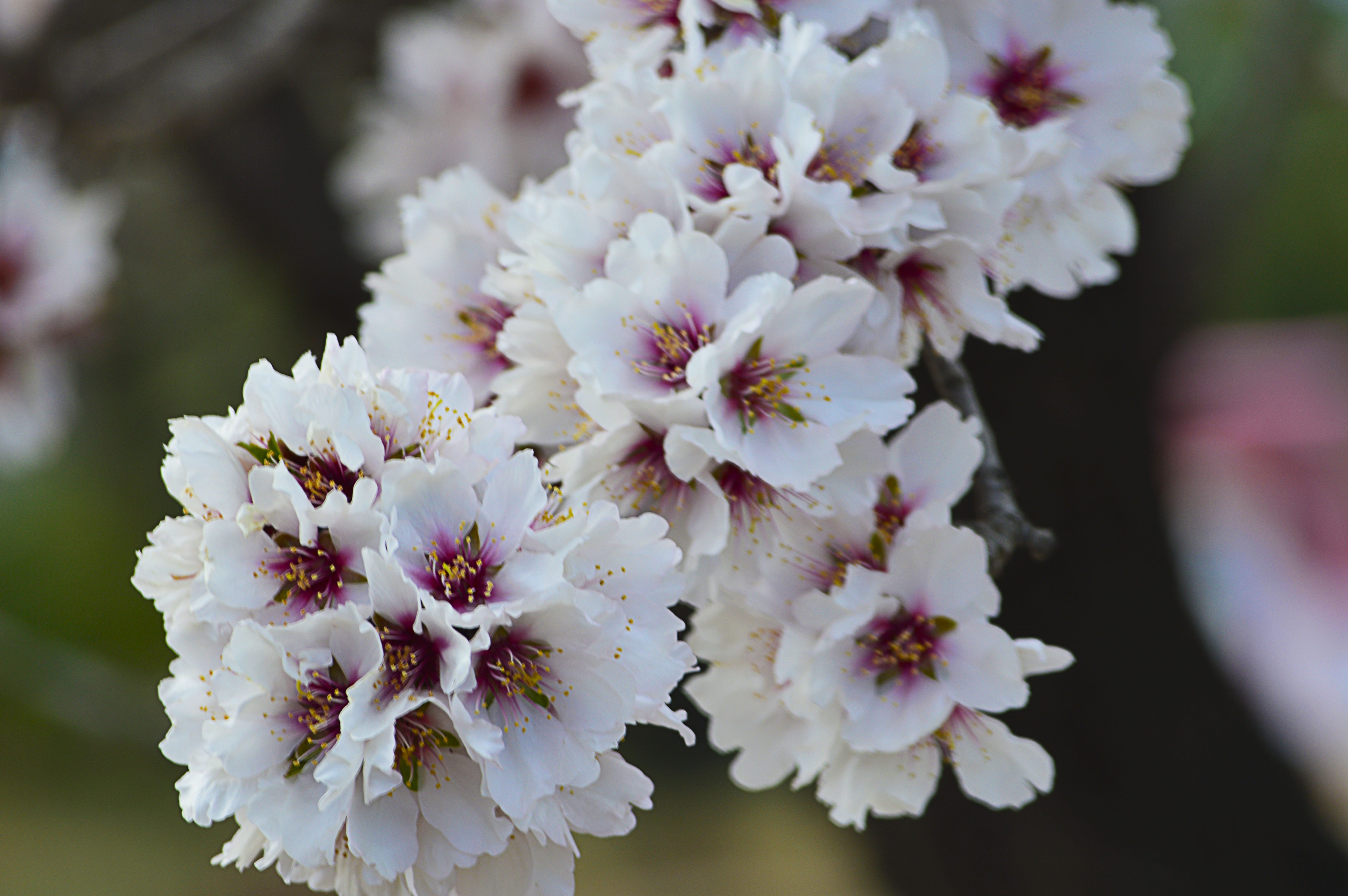bunch of flowers, cherry tree, blossom, white color, freshness, flower, almond tree, day, spring, petal, flowering plant, nature, outdoors, pollen, no people, HD Wallpaper