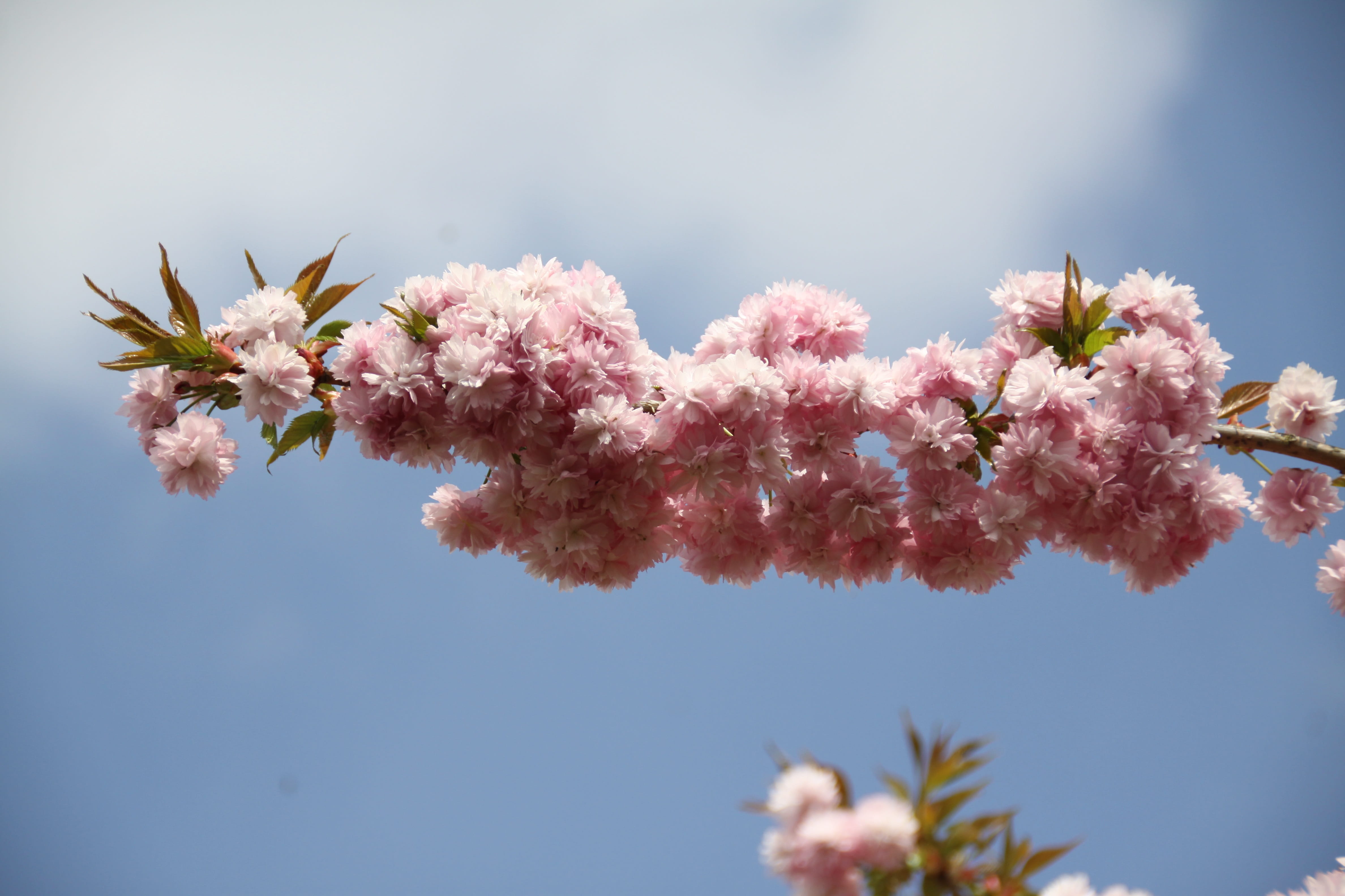 flowering plant, cherry tree, freshness, growth, close-up, flower, garden, Flowery Branch, plant, sky, vulnerability, tree, outdoors, pink color, day, flower head, HD Wallpaper