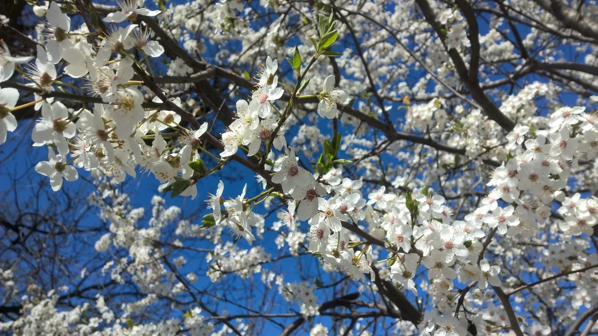 plant, freshness, springtime, flower, branch, beauty in nature, sky, day, no people, vulnerability, flowering plant, pollen, tree, white color, blooming, HD Wallpaper