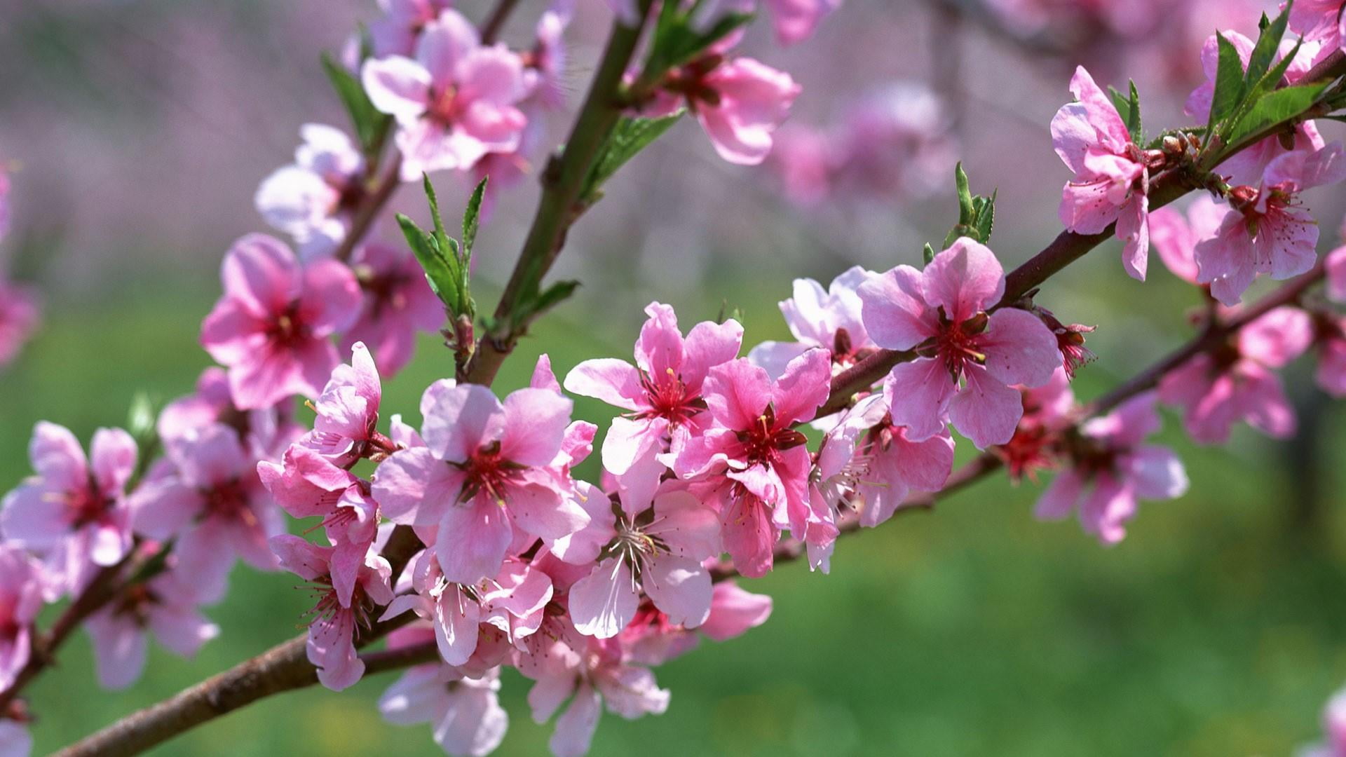 pollen, no people, spring, flowery tree, freshness, petal, blossom, pink color, flower head, fragility, nature, bunch of flowers, branch, flowering plant, HD Wallpaper