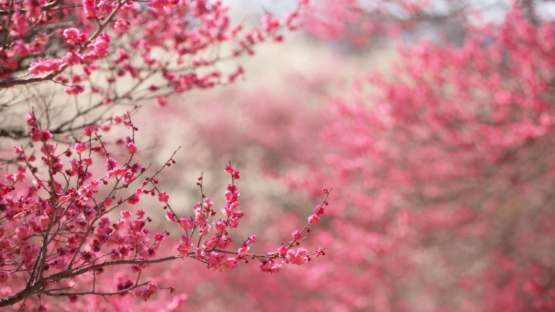 pink, cherry tree, selective focus, flower, no people, pink color, nature, flower head, blurry, tranquility, outdoors, freshness, blossom, 1080P, cherry blossom, HD Wallpaper