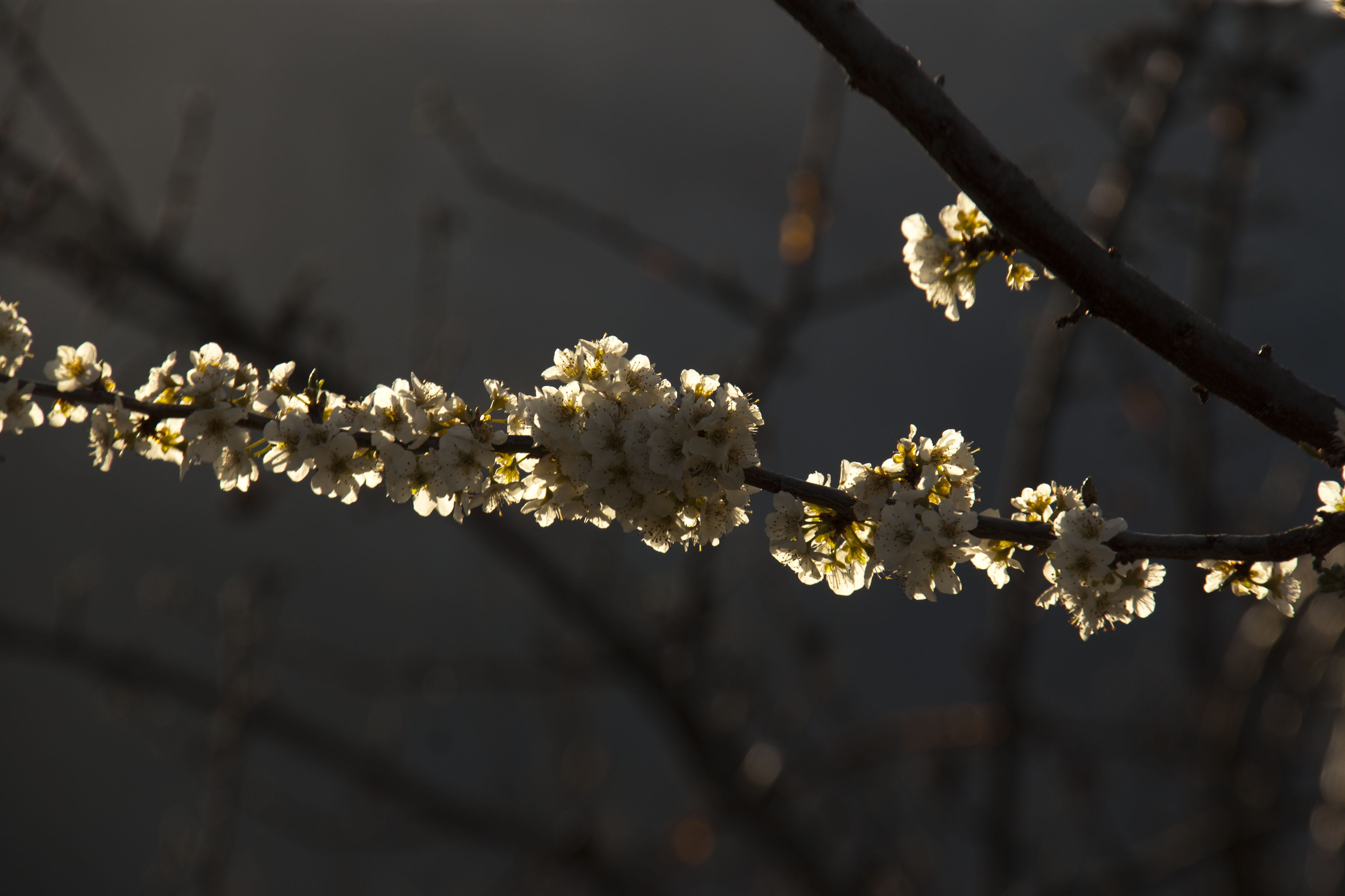 day, backlight, focus on foreground, flowering plant, cherry tree, growth, spring, 4K, plum blossom, branch, white color, outbreak, plant, close-up, freshness, HD Wallpaper