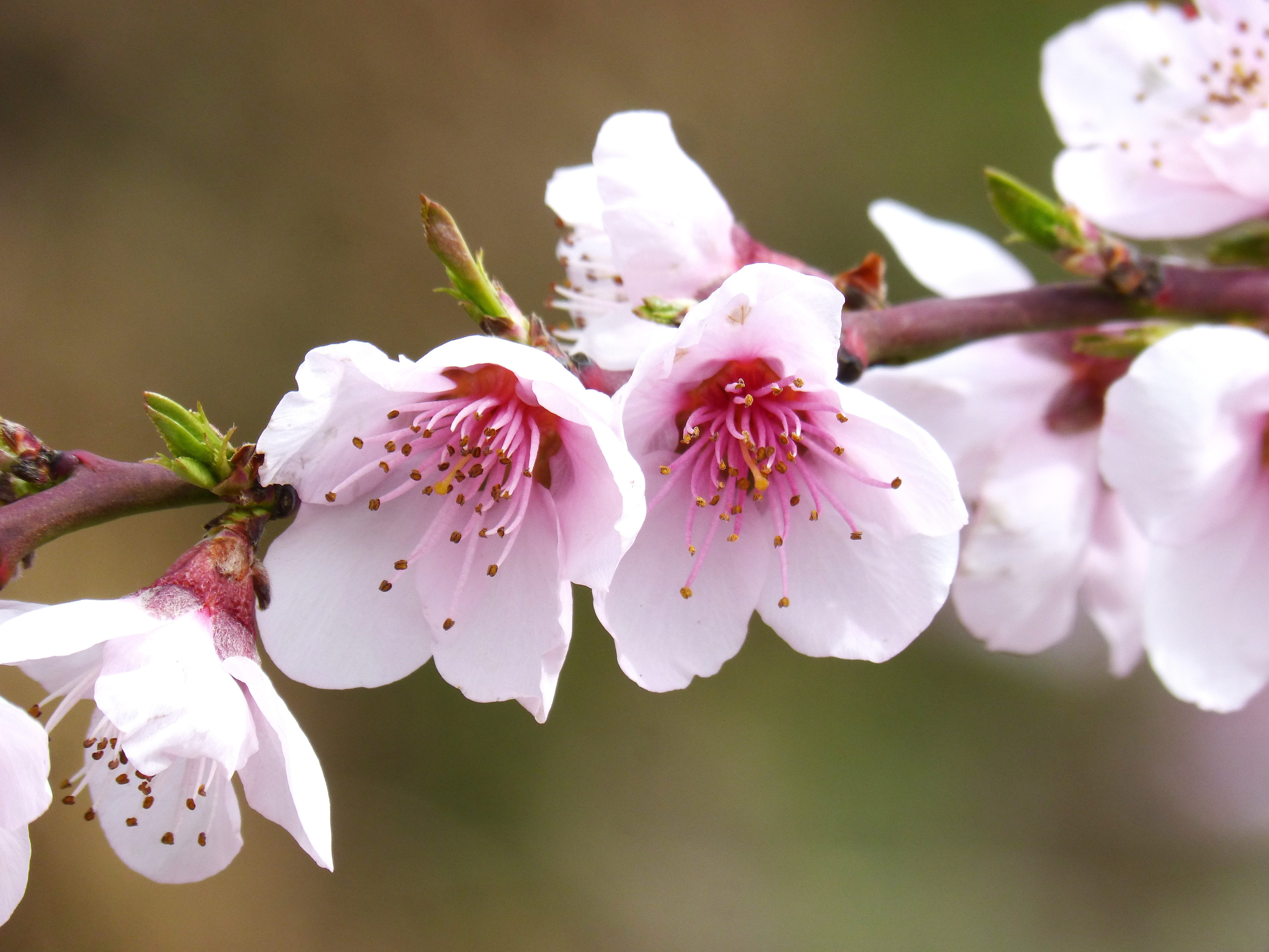 flowering plant, cherry, pink color, beauty in nature, no people, stamen, nature, freshness, pollen, flowery branch, 4K, fragility, vulnerability, springtime, HD Wallpaper