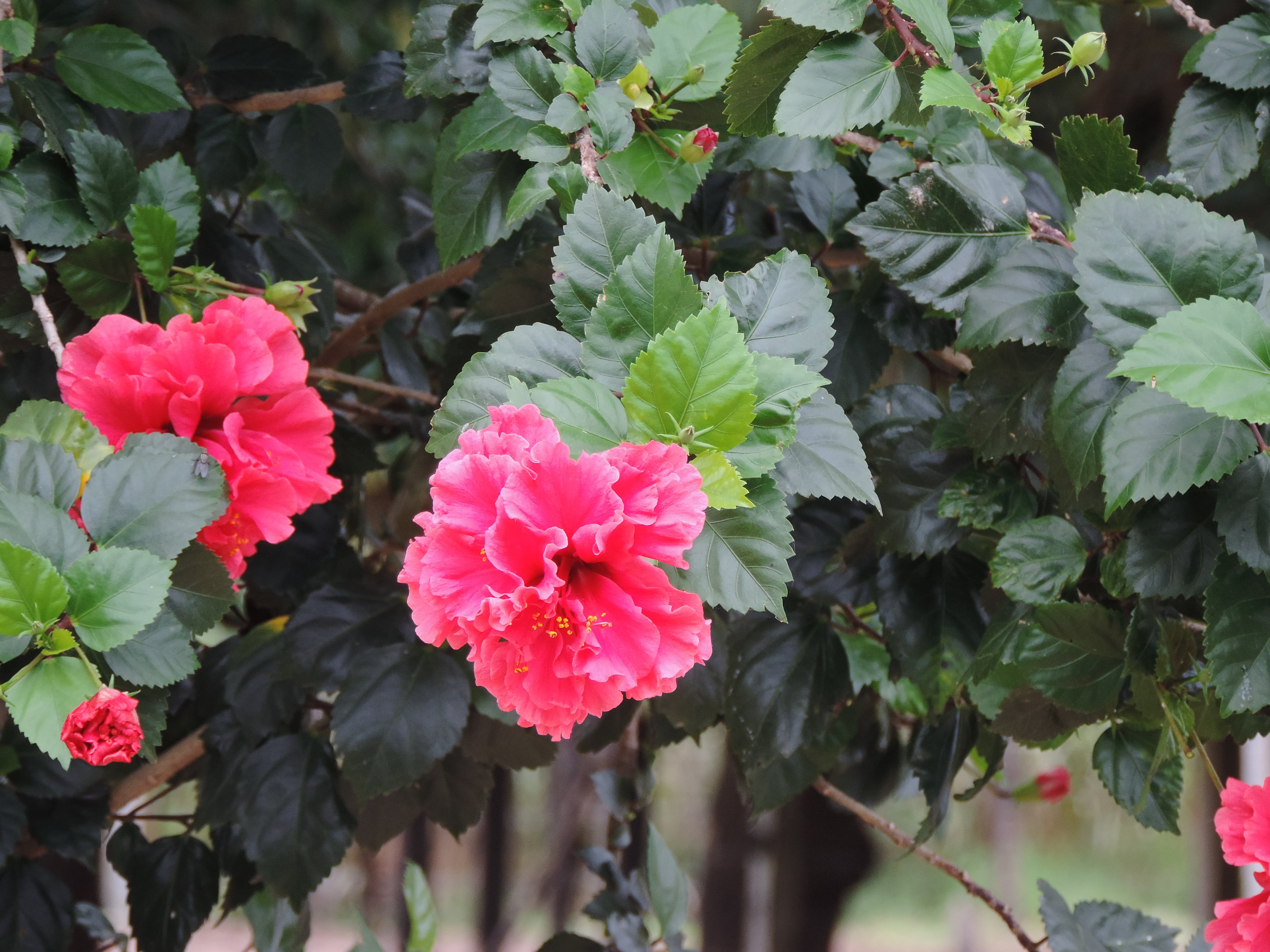 red flower, outdoors, red, day, network, wild flowers, petal, plant part, bloom, wild, inflorescence, growth, leaf, nature, flowery, flower head, delicate flower, HD Wallpaper