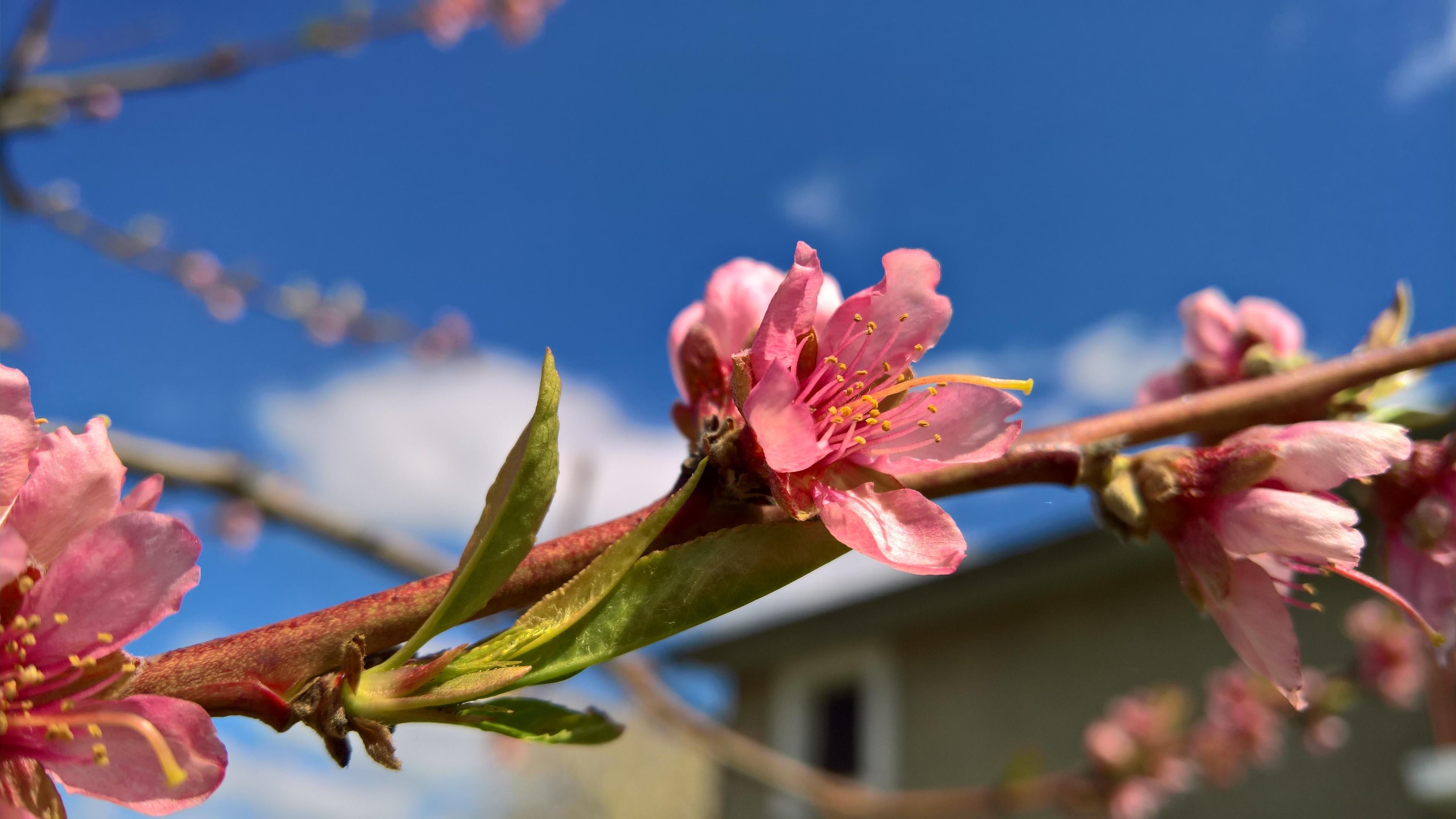 cherry blossom, pink color, branch, blossom, selective focus, focus on foreground, no people, outdoors, springtime, vulnerability, close-up, inflorescence, HD Wallpaper