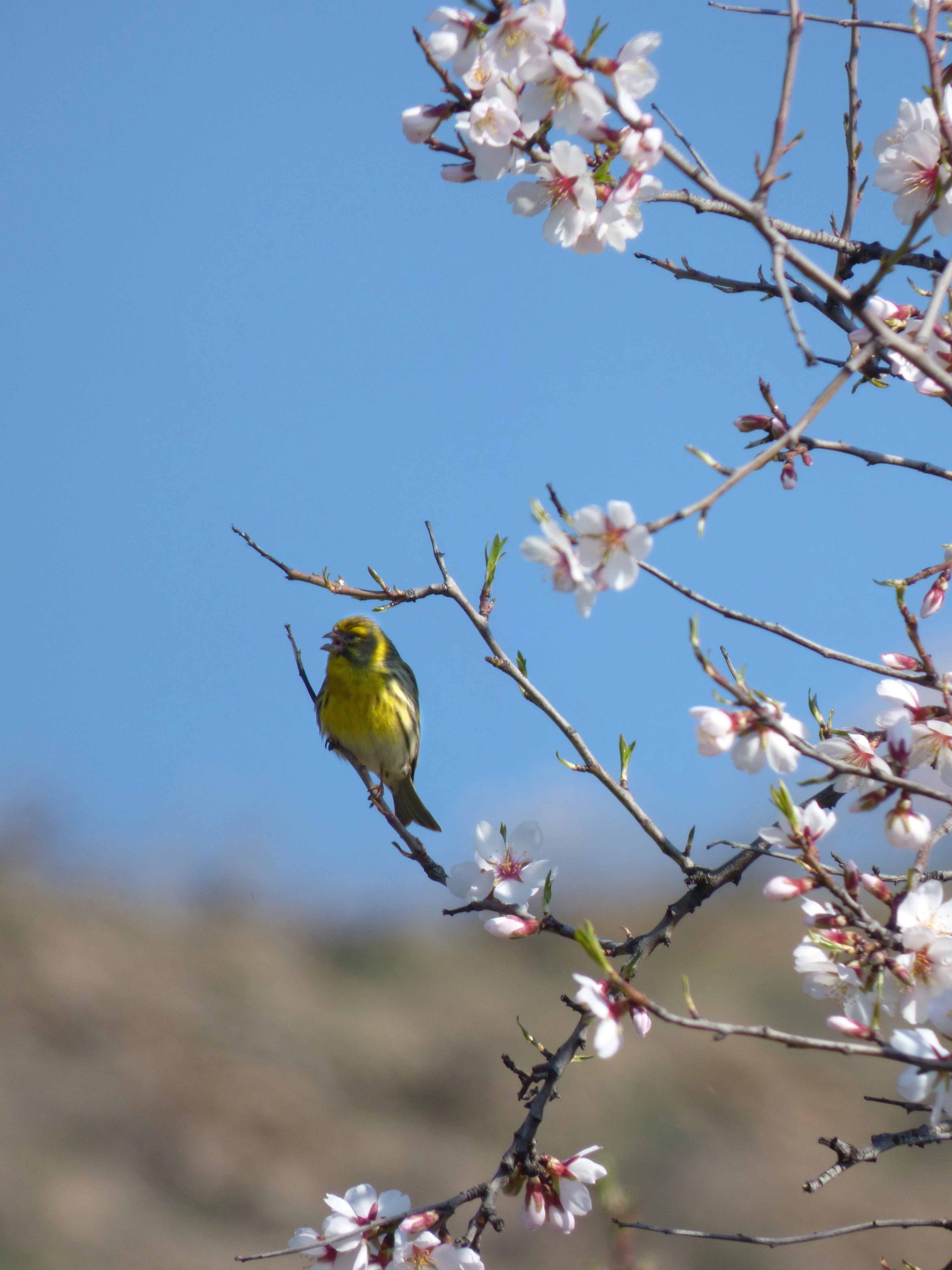 no people, cherry blossom, flower, plant, bird, low angle view, european serin, flowering plant, animals in the wild, it gafarró, flower head, nature, fragility, Phone HD Wallpaper