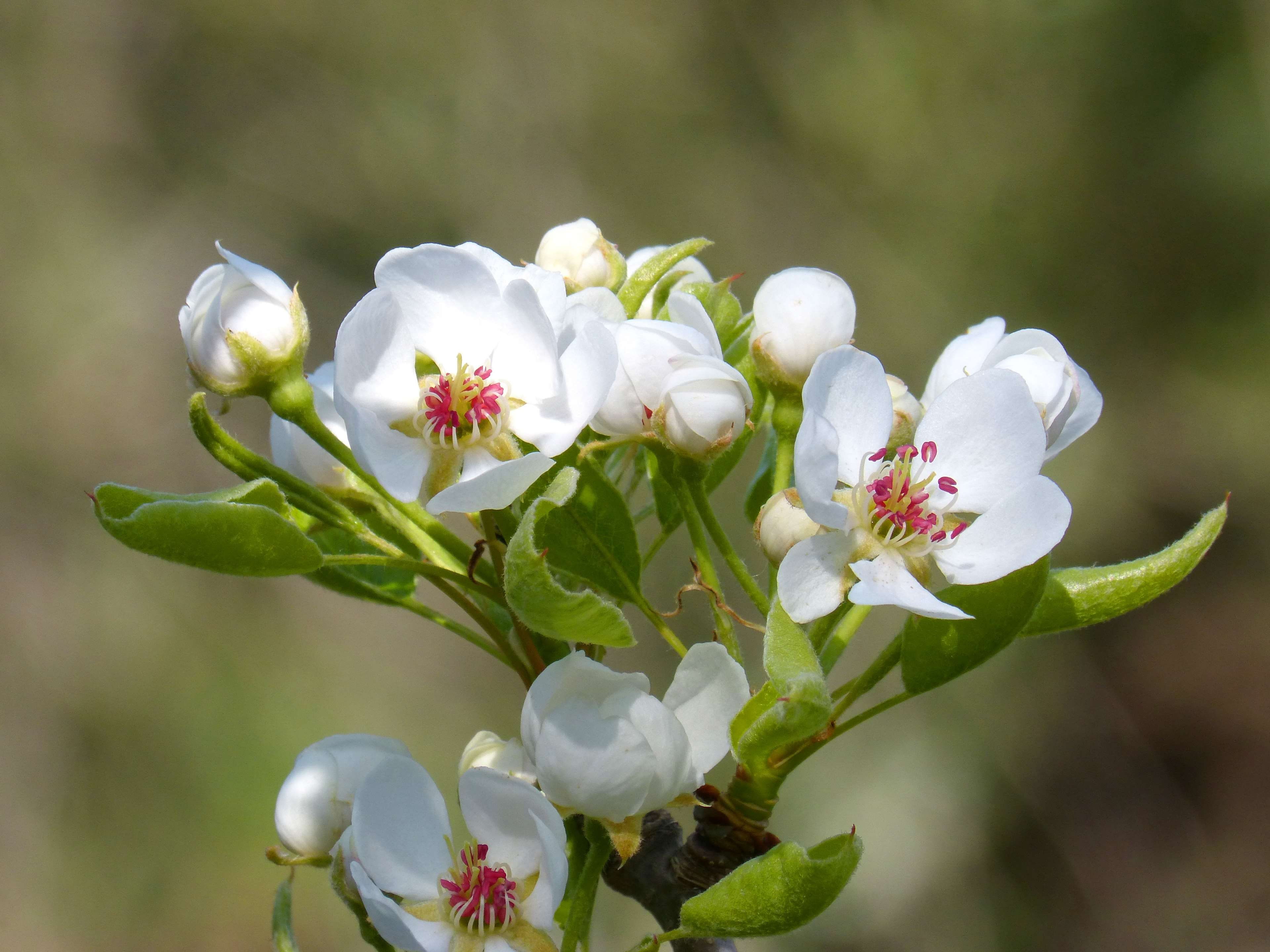 inflorescence, no people, petal, growth, flowering plant, freshness, fragility, leaf, flower head, springtime, fruit tree, tree, nature, 4K, plant, close-up, HD Wallpaper