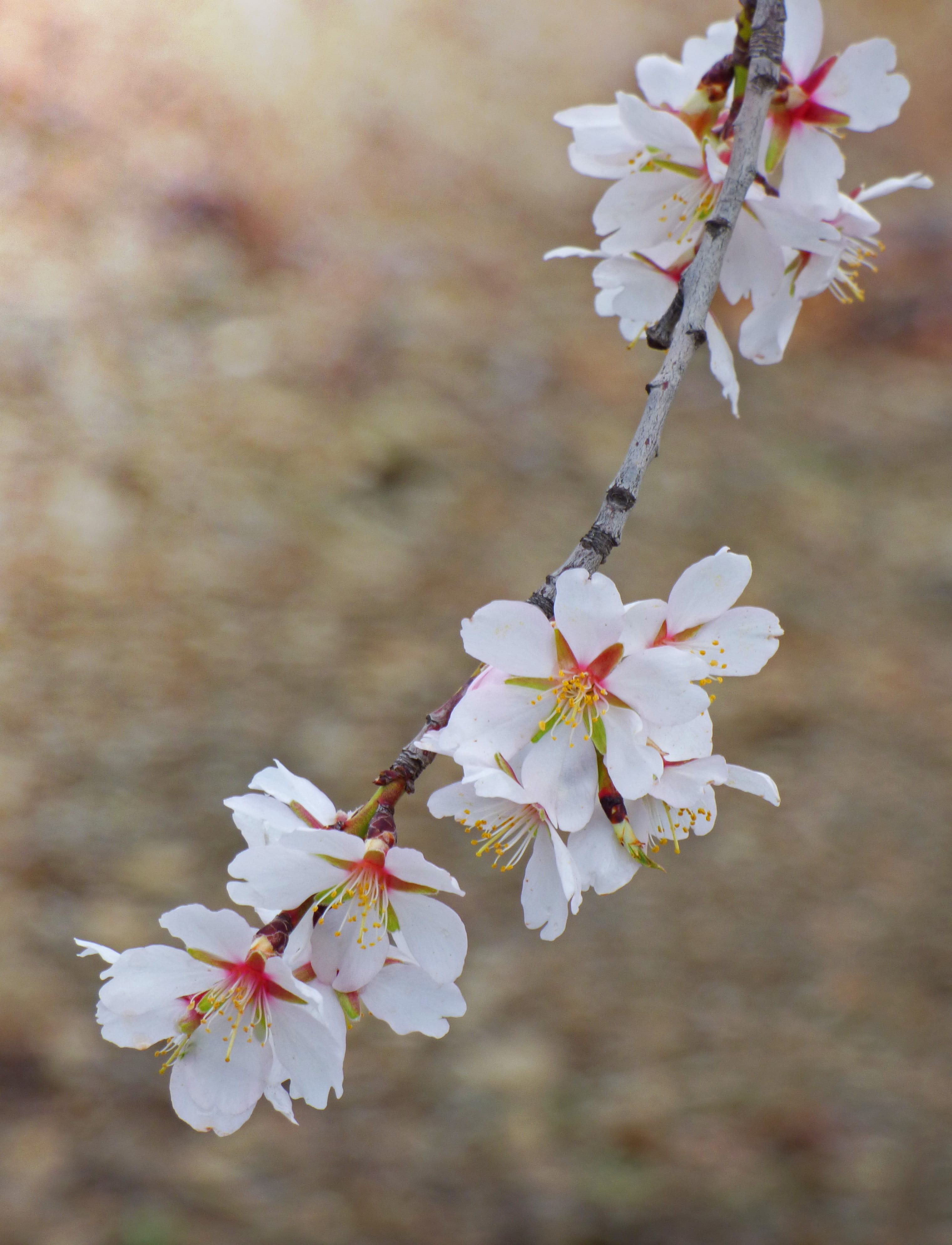 no people, petal, plant, flower head, inflorescence, white color, flowering plant, blossom, 4K, freshness, flower, spring, close-up, twig, springtime, Phone HD Wallpaper