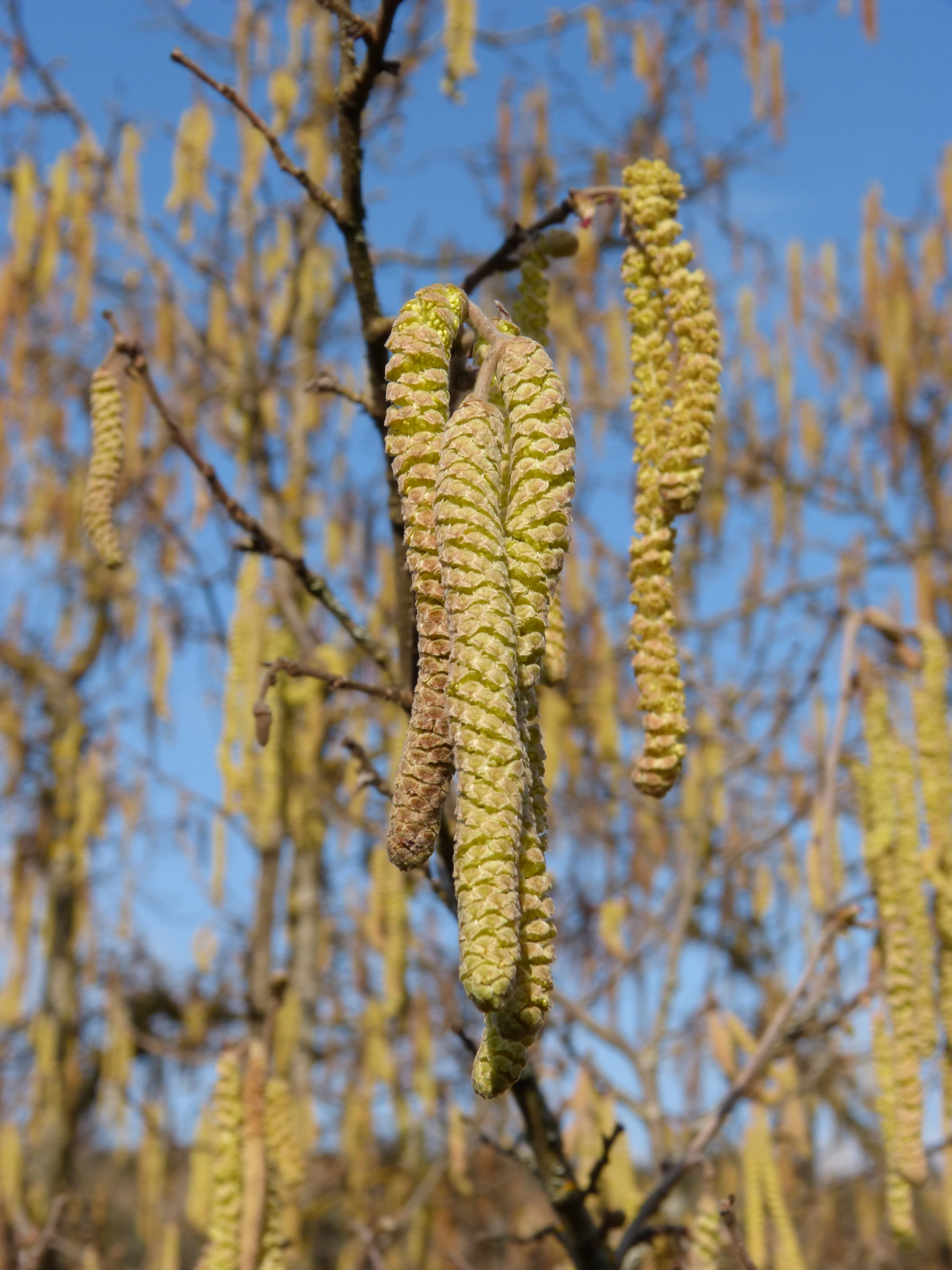 4K, no people, nature, fragility, branch, low angle view, day, tranquility, pussy willow, flowery hazel, focus on foreground, yellow, tree, growth, flowering plant, Phone HD Wallpaper