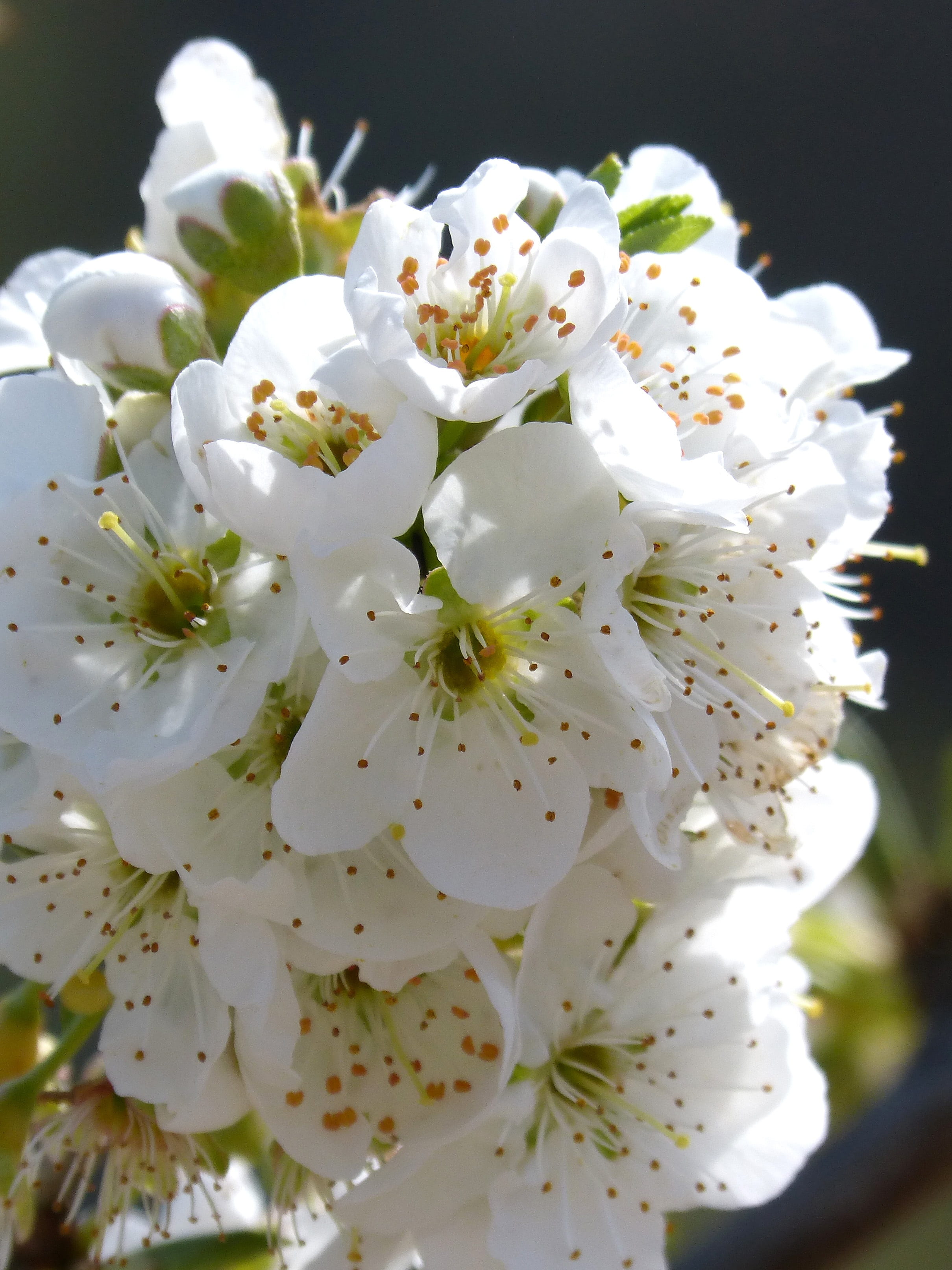 2K, flower head, tree, pollen, nature, no people, day, growth, beauty in nature, plant, vulnerability, flowering plant, petal, flower, inflorescence, close-up, Phone HD Wallpaper
