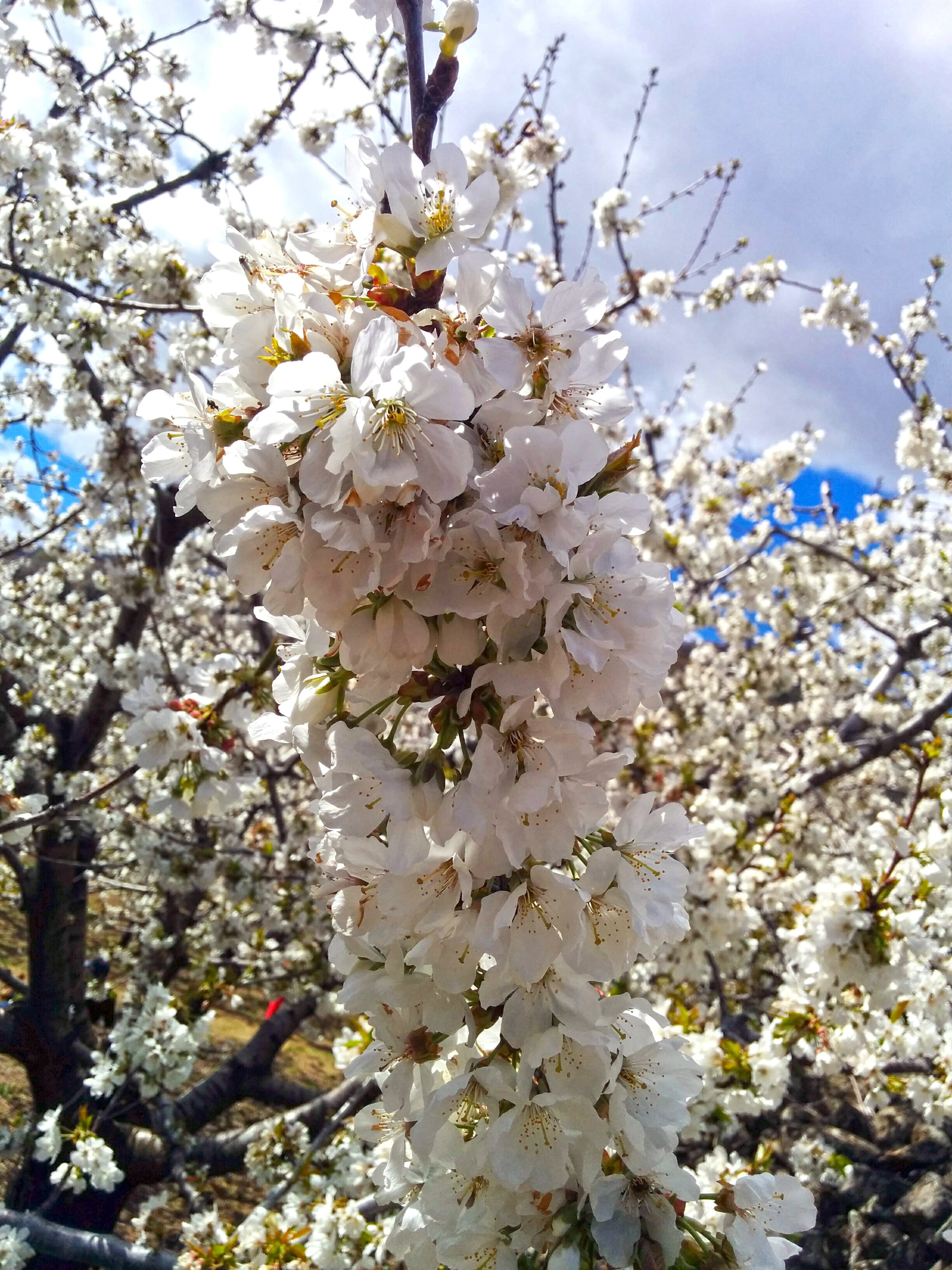 close-up, cherry tree, vulnerability, low angle view, cherry blossom, beauty in nature, outdoors, flower head, springtime, flowering, day, almond tree, Phone HD Wallpaper