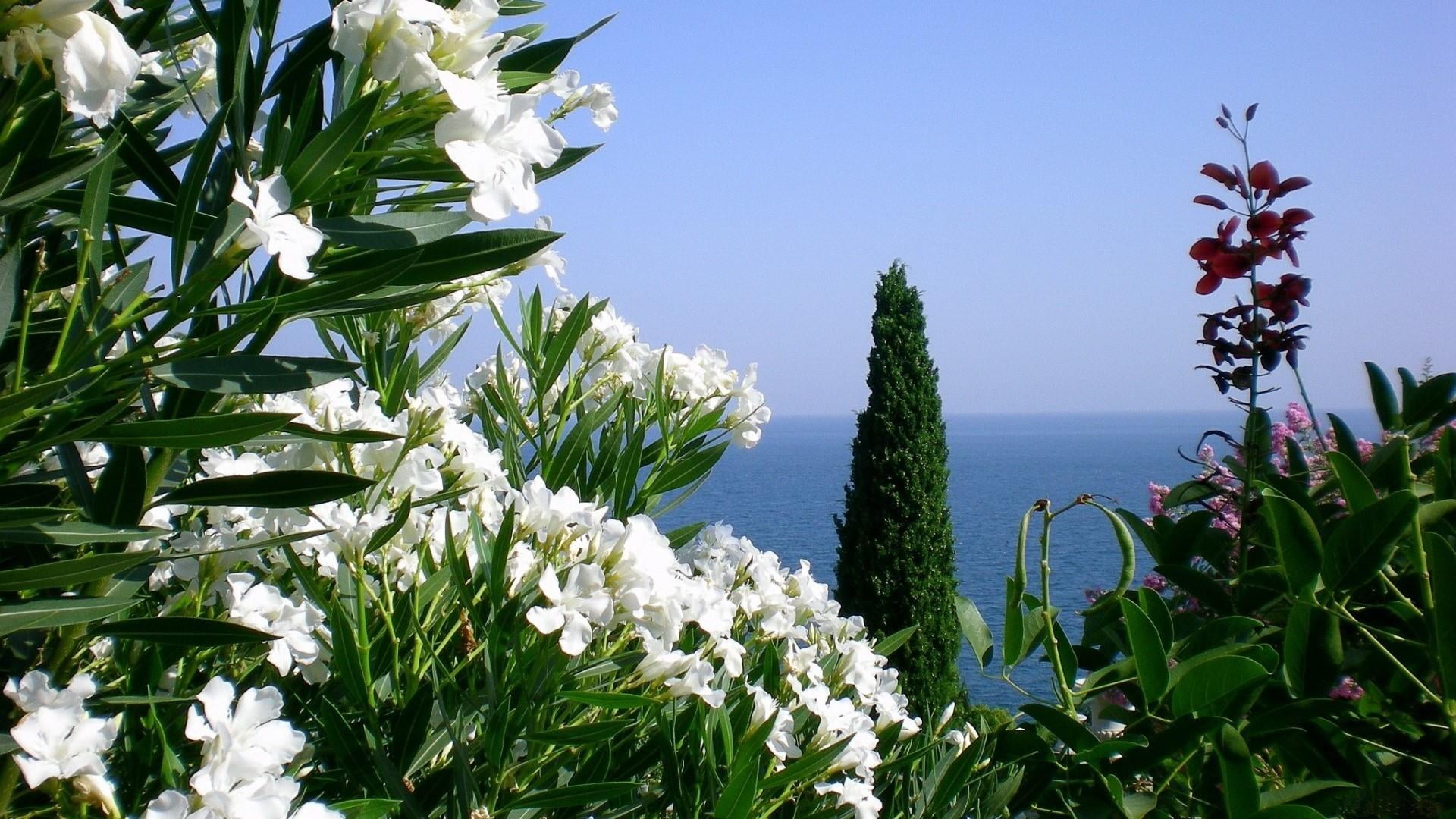 petal, no people, fragility, close-up, flower head, beauty in nature, blue sky, tranquility, 1080P, plant part, flowery, panorama, view, water, tree, day, HD Wallpaper