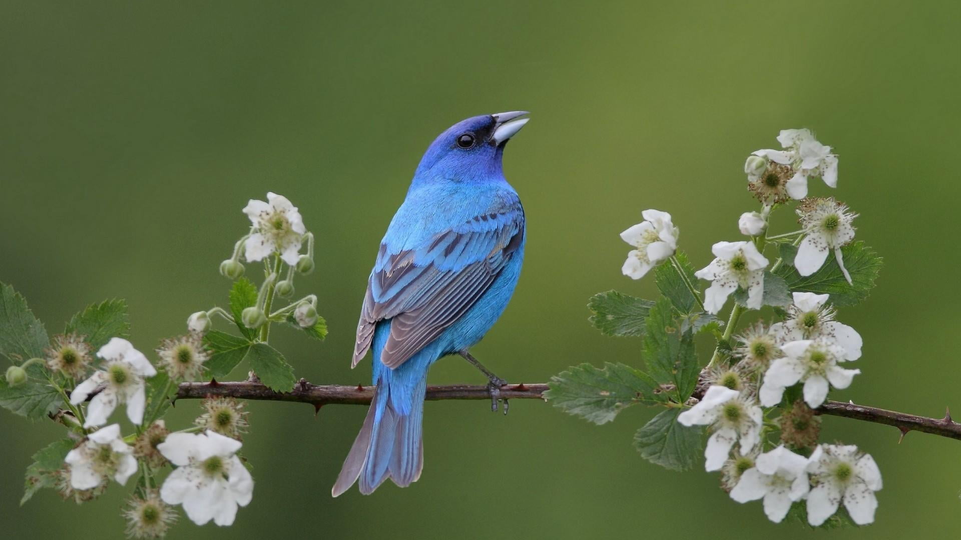 fragility, grosbeak, close-up, animals in the wild, bird, animal themes, day, animal, growth, outdoors, animal wildlife, perching, blue bird, no people, HD Wallpaper