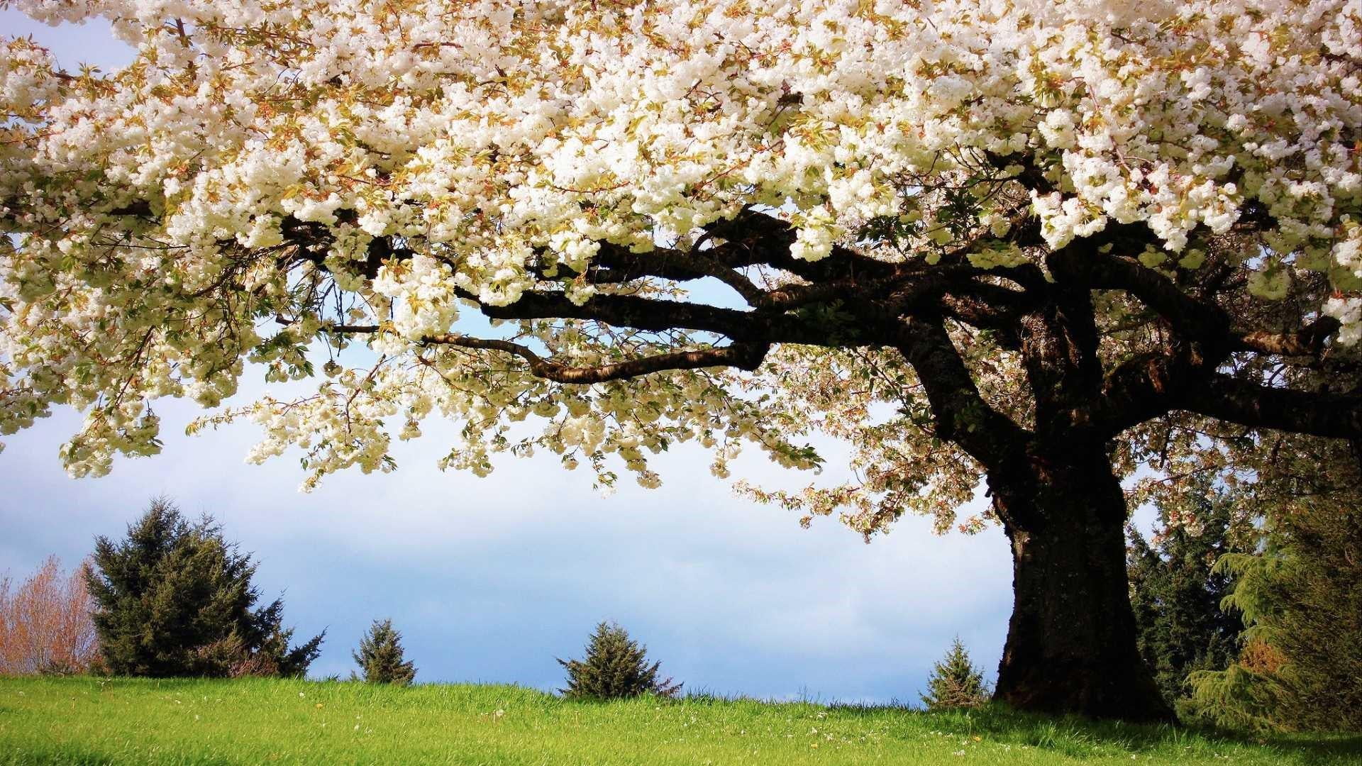growth, beauty in nature, plant, flowery tree, fruit tree, srping, flowering plant, outdoors, cherry blossom, blossom, day, field, freshness, tranquil scene, HD Wallpaper