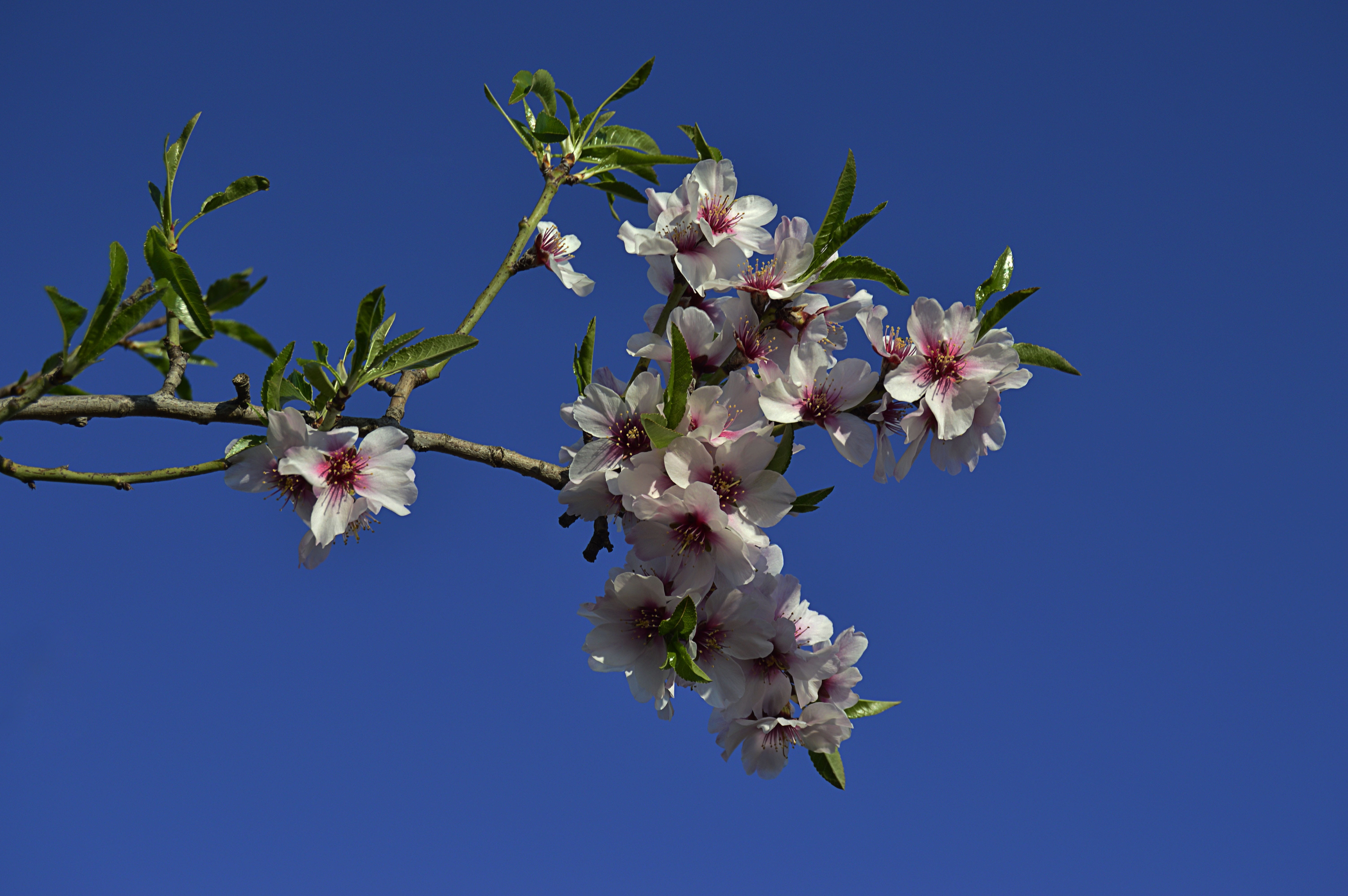 plant, cherry blossom, white color, almond tree nature, branch, 5K, flower, white flowers, spring, flowering, day, flower head, flowers, cherry tree, blossom, HD Wallpaper