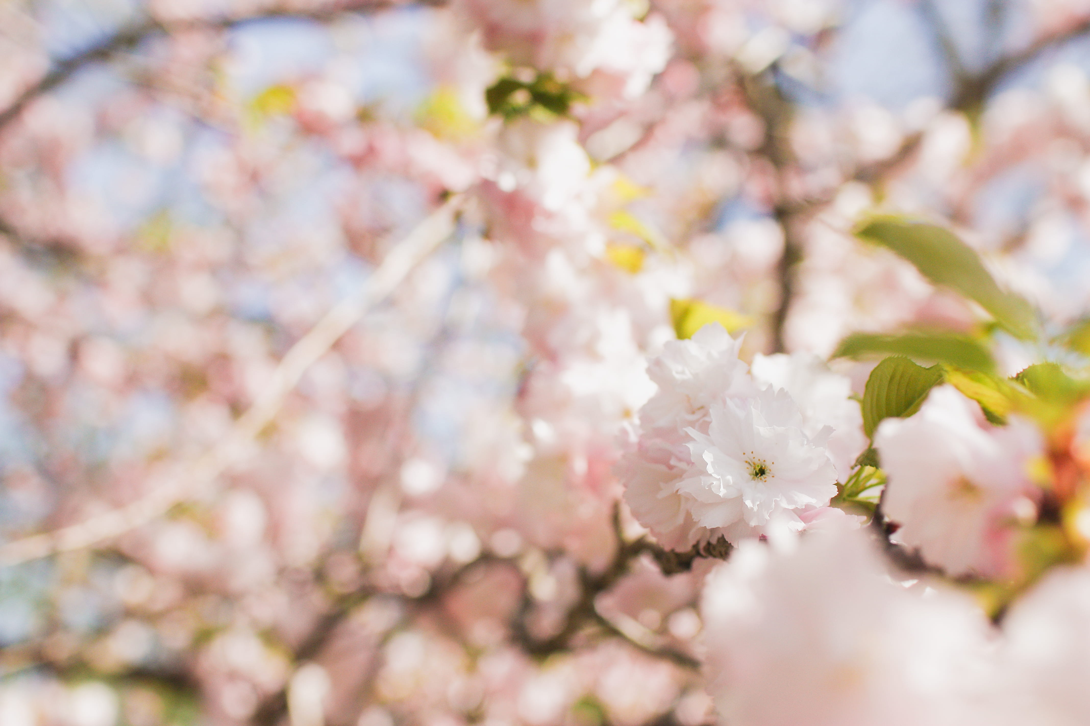 nature, pink, vulnerability, spring, flower, growth, springtime, plant, flowery, fragility, blossom, petal, flowering plant, brooklyn botanic garden, day, HD Wallpaper