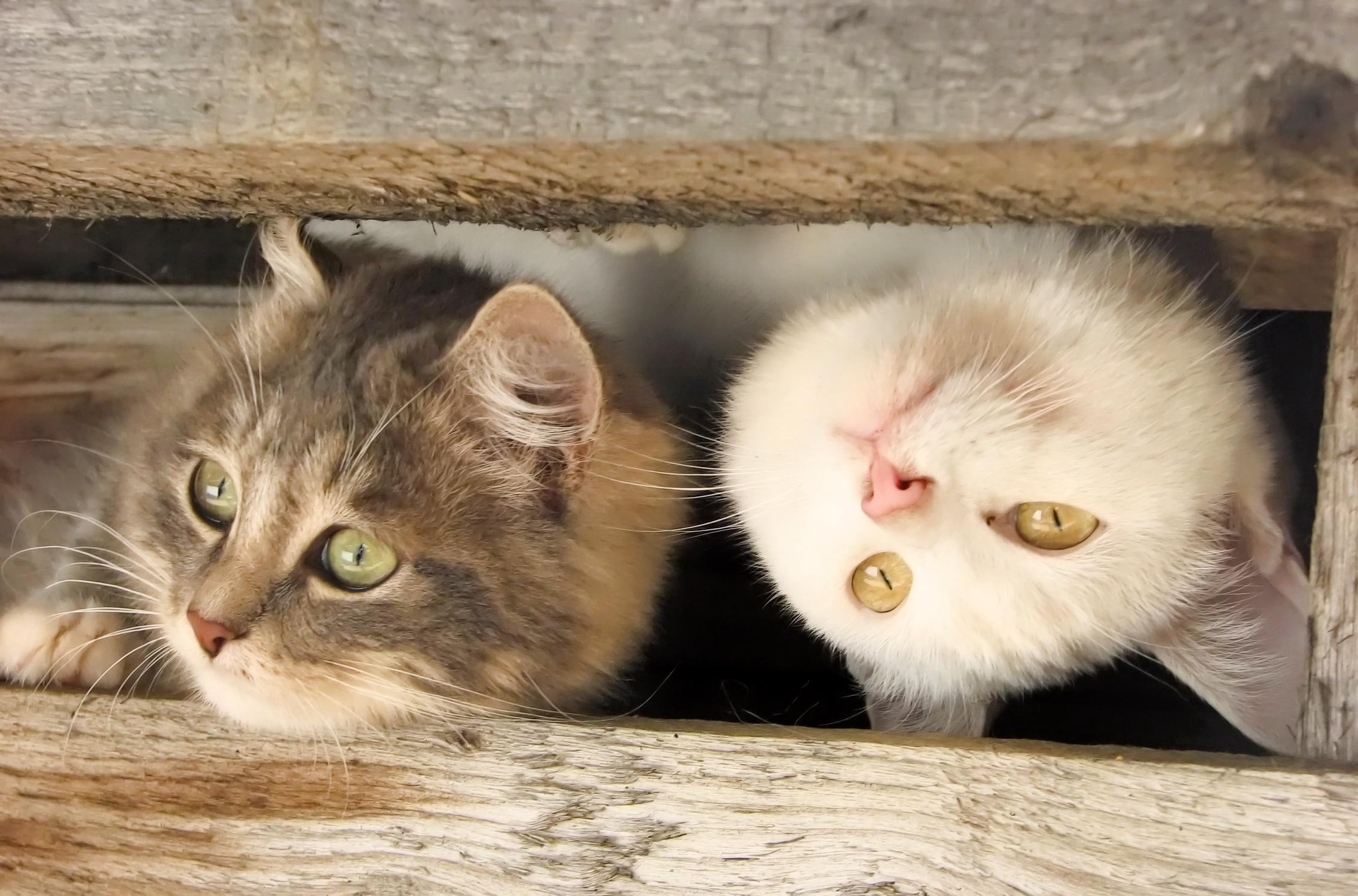 animals, cute, 1080P, kittens, animal, playful, kitten, curious, lovely, HD Wallpaper