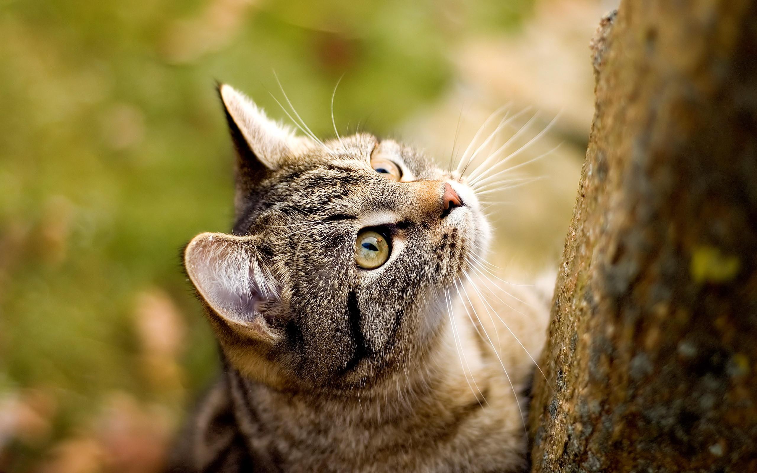 cat, animals and birds, 2K, curious, HD Wallpaper