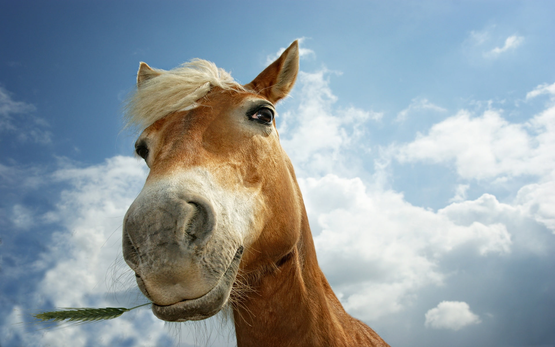 1080P, Curious, Horse, HD Wallpaper