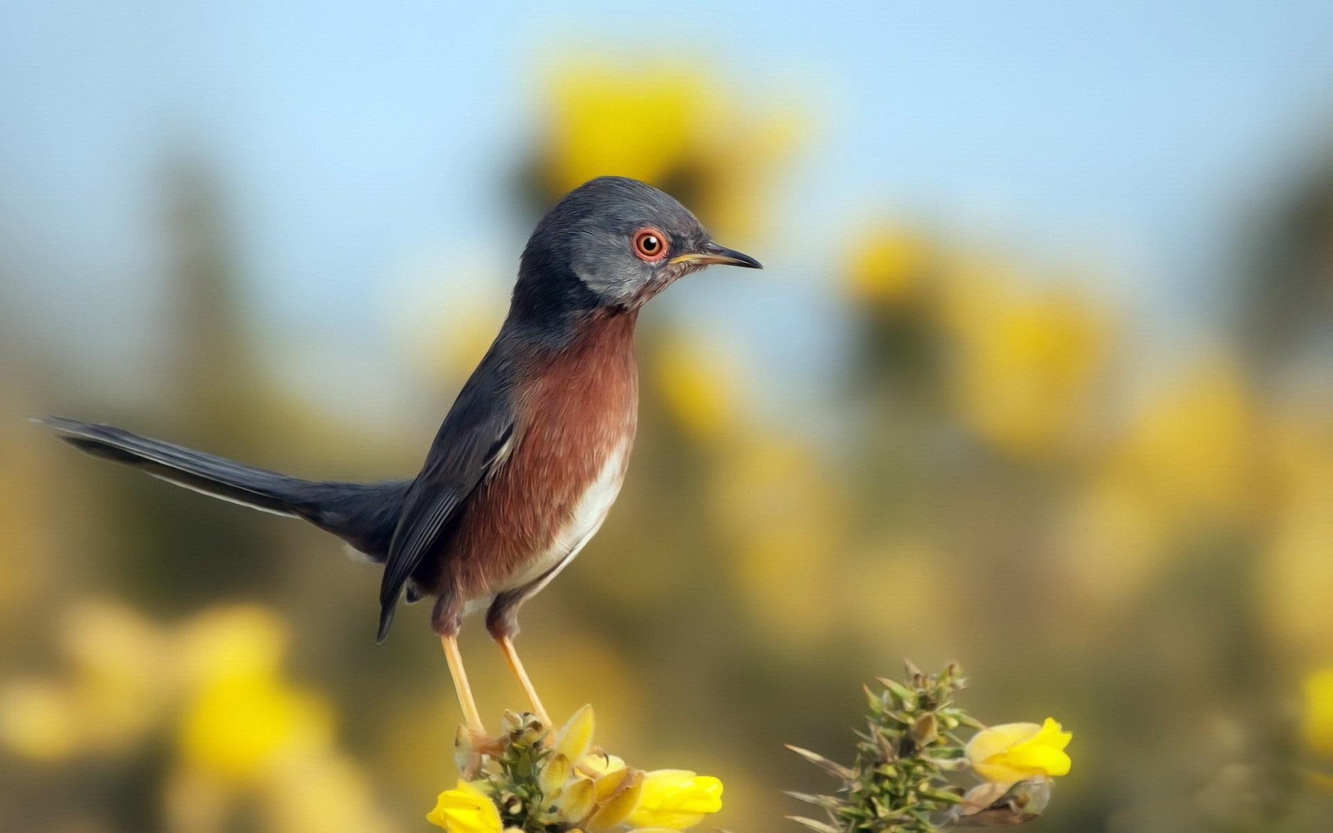 bird, curious, color, animals, grey, birds, 1080P, HD Wallpaper
