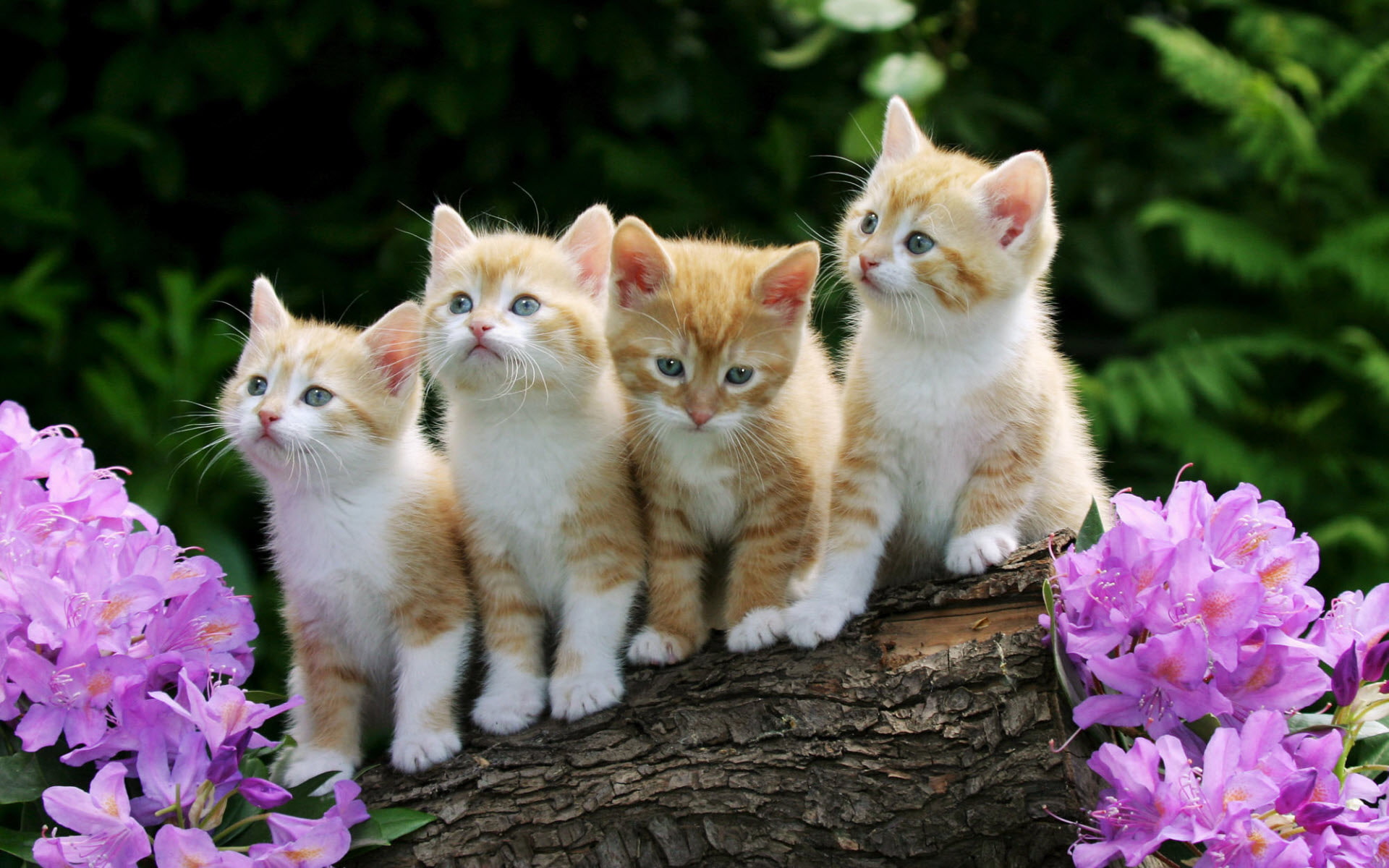 curious, 1080P, kittens, HD Wallpaper