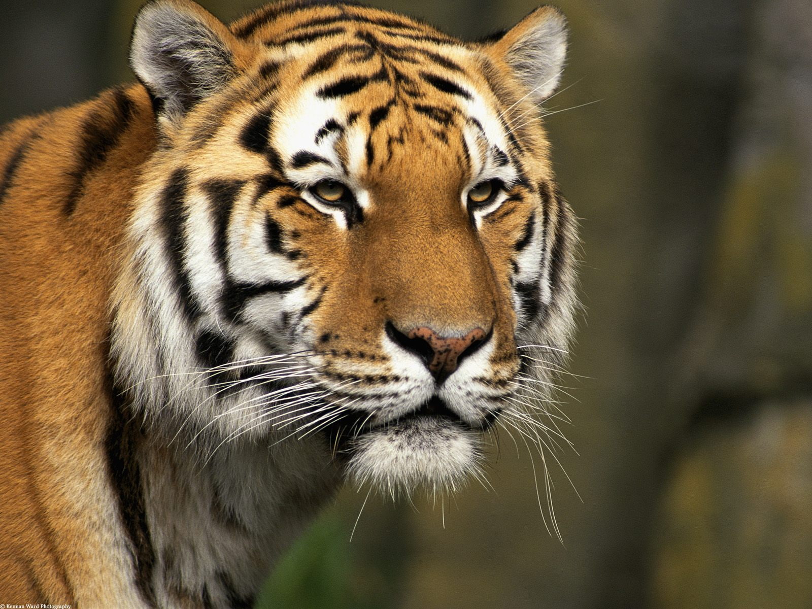 720P, siberian, tiger, curious, cat, HD Wallpaper