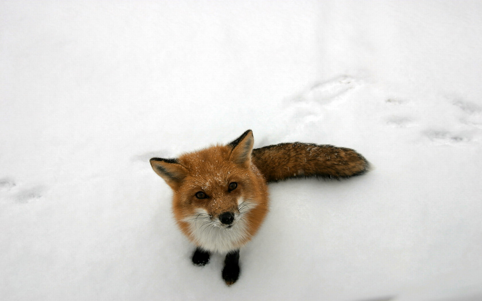fox, curious, nature, 720P, snow, winter, animals, HD Wallpaper