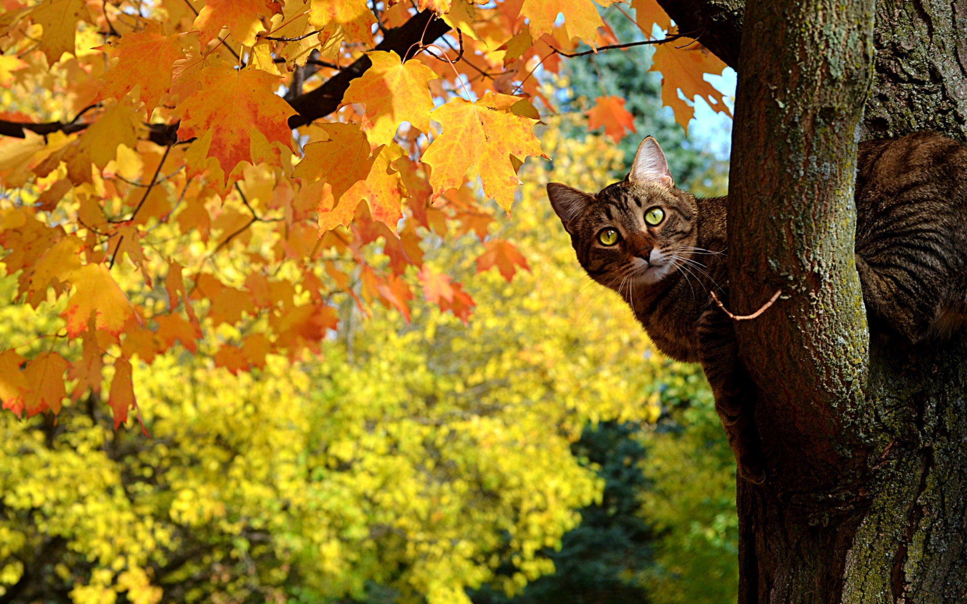 cute, leaves, funny, tree, background, curious, cat, 1080P, HD Wallpaper