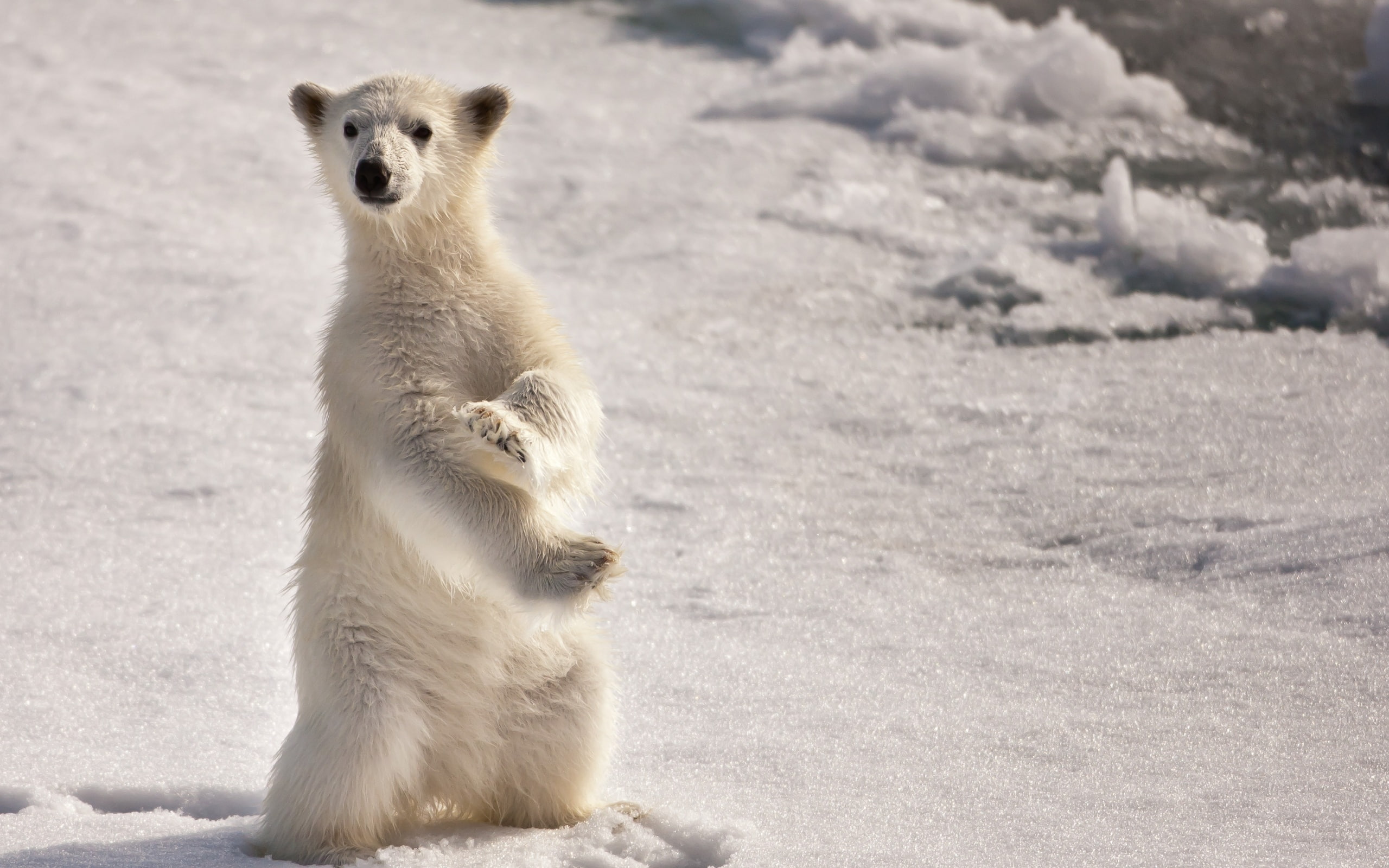 curious, polar, 2K, bear, polar bear, HD Wallpaper