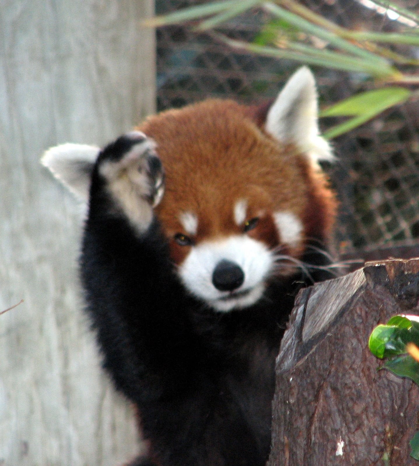 outdoors, vertebrate, red panda, animals, nature, zoo, animals in the wild, animal head, one animal, panda - animal, mammal, tree, no people, animal wildlife, Phone HD Wallpaper
