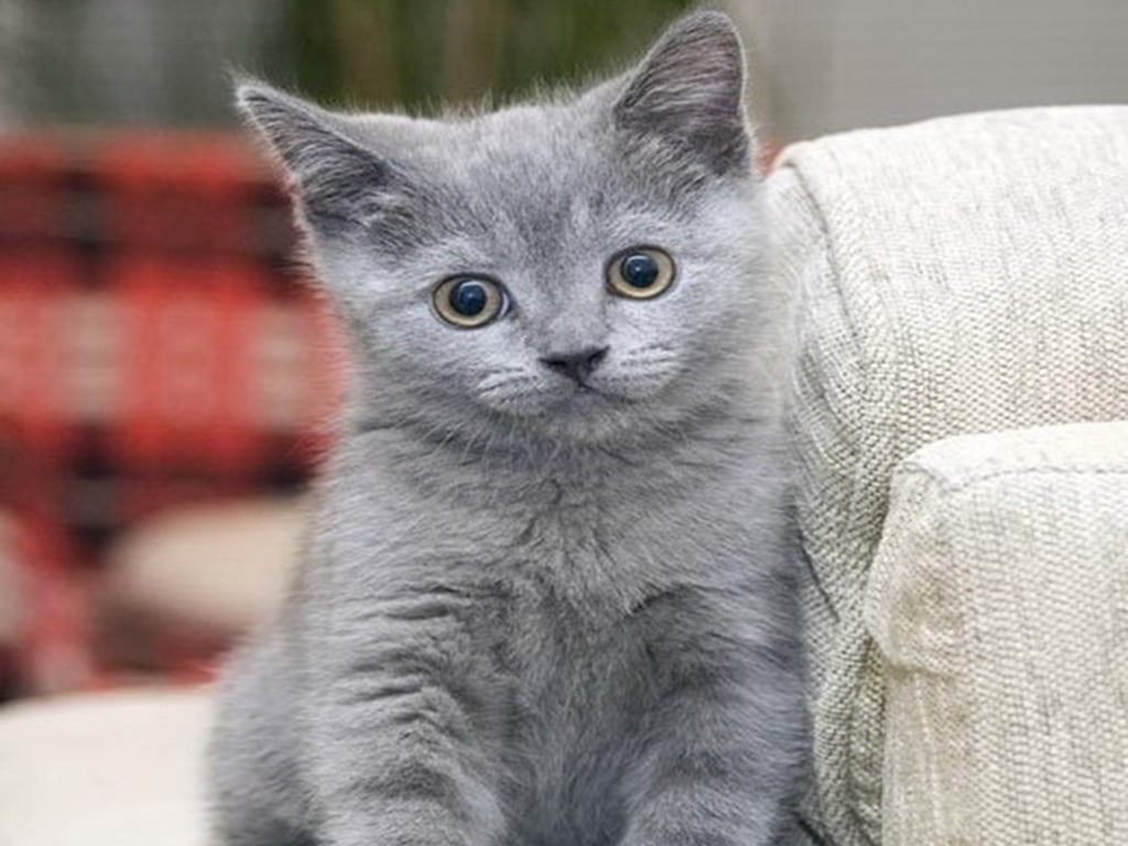 blue, factor, sweet, cat, cute, animal, 480P, hd, animals, russian, kitty, HD Wallpaper