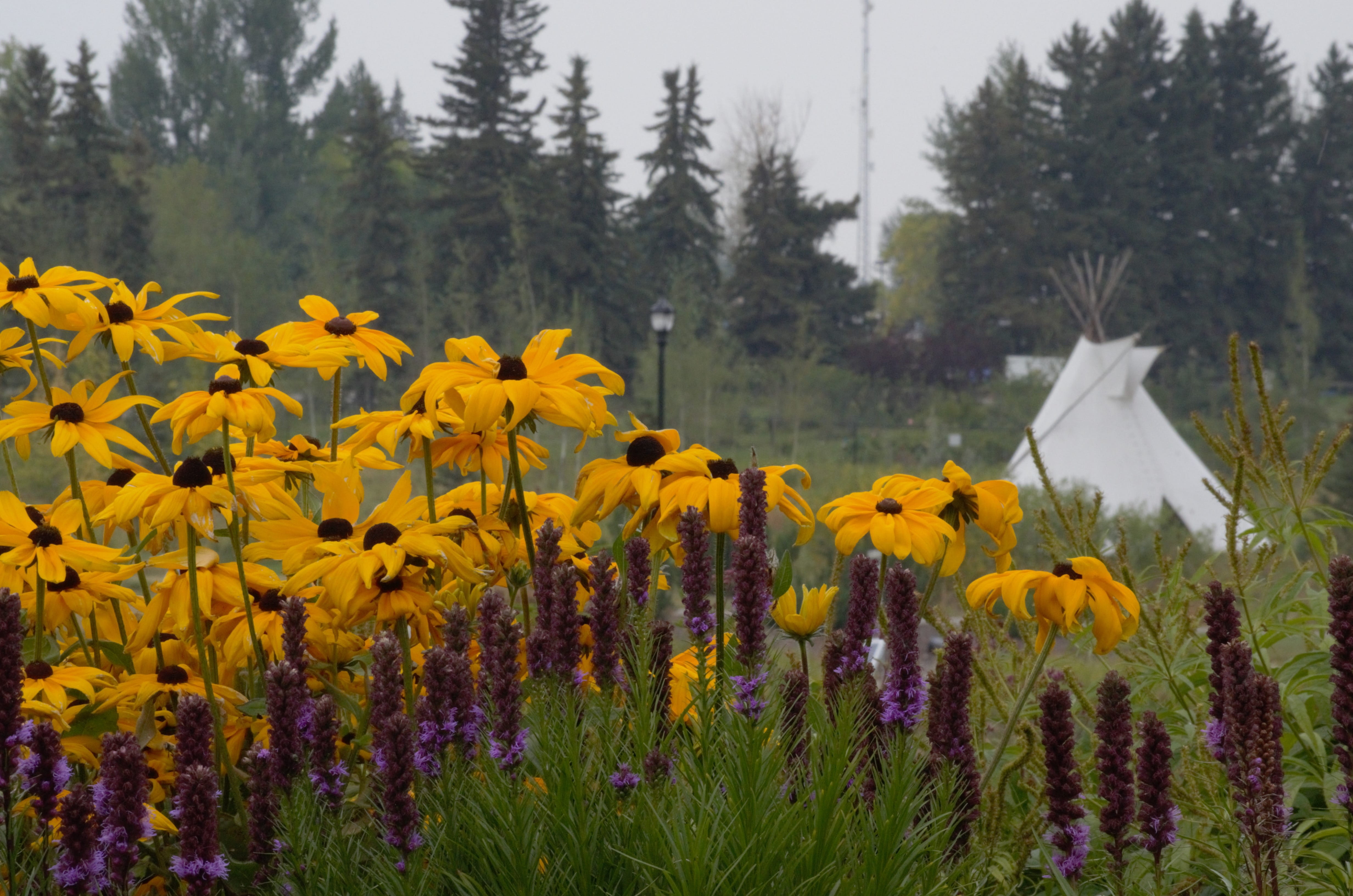 yellow, liatris, tranquility, landscape, purple, springtime, flower, land, tree, flowerbed, fall, plant, white, harvest, day, coneflower, tee pee, field, HD Wallpaper