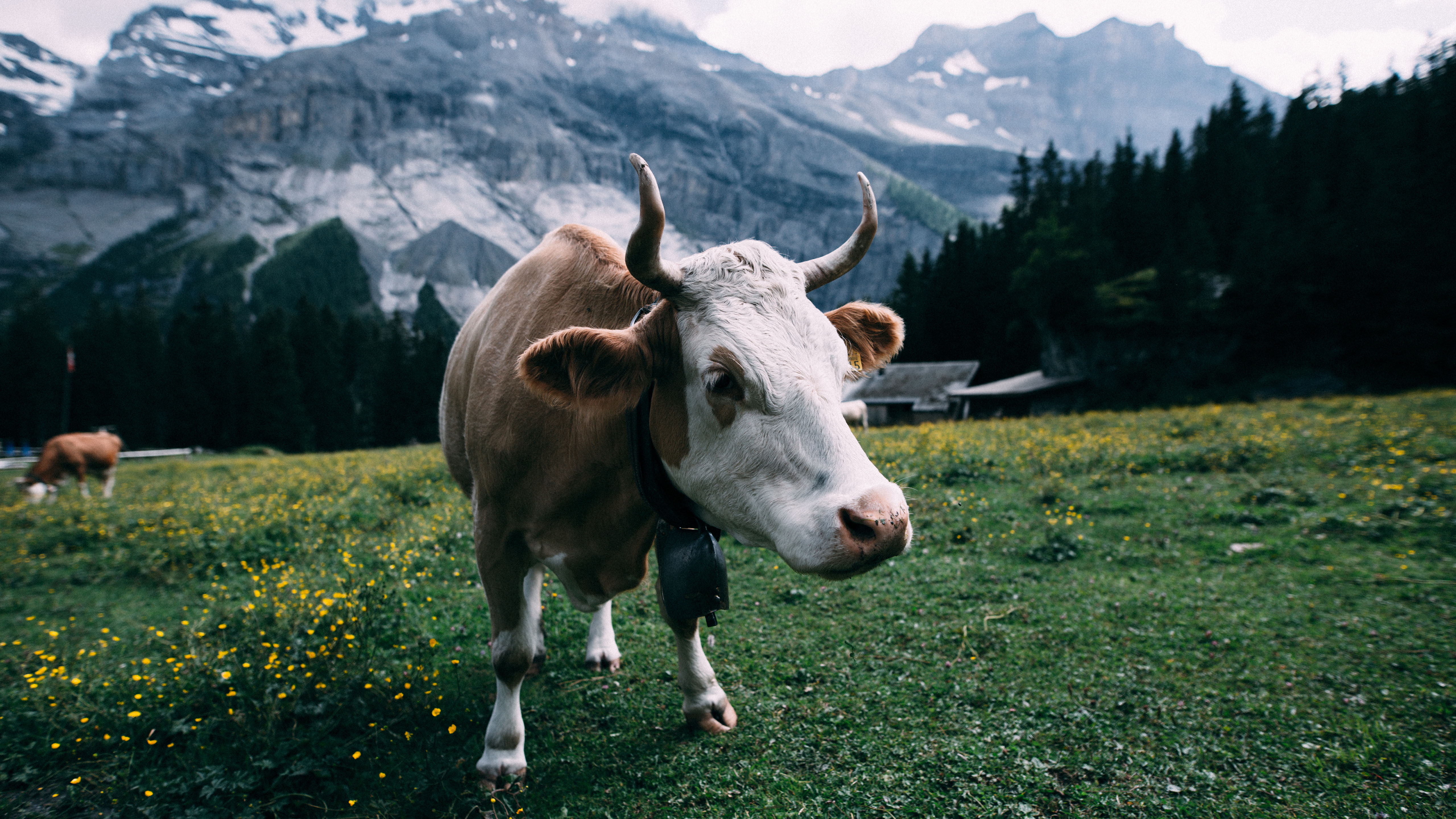 cattle, cow, domestic, day, mountains, vertebrate, mountain, landscape, beauty in nature, land, animal themes, field, mountain range, mammal, outdoors, HD Wallpaper
