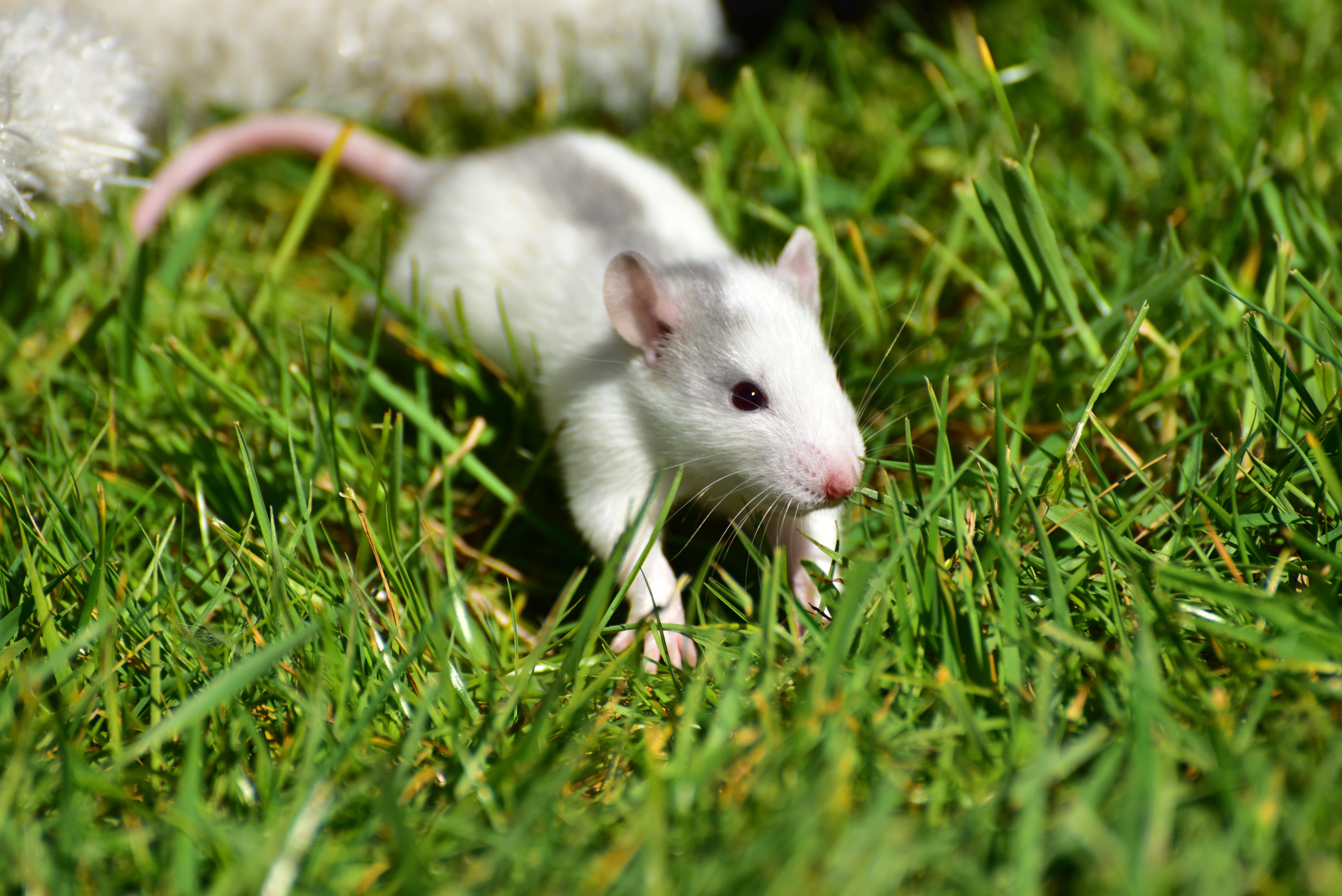 animal wildlife, animals in the wild, growth, green color, plant, small, vertebrate, fur, nature, outdoors, grey-white, needy, close, whisker, pet, animal themes, HD Wallpaper