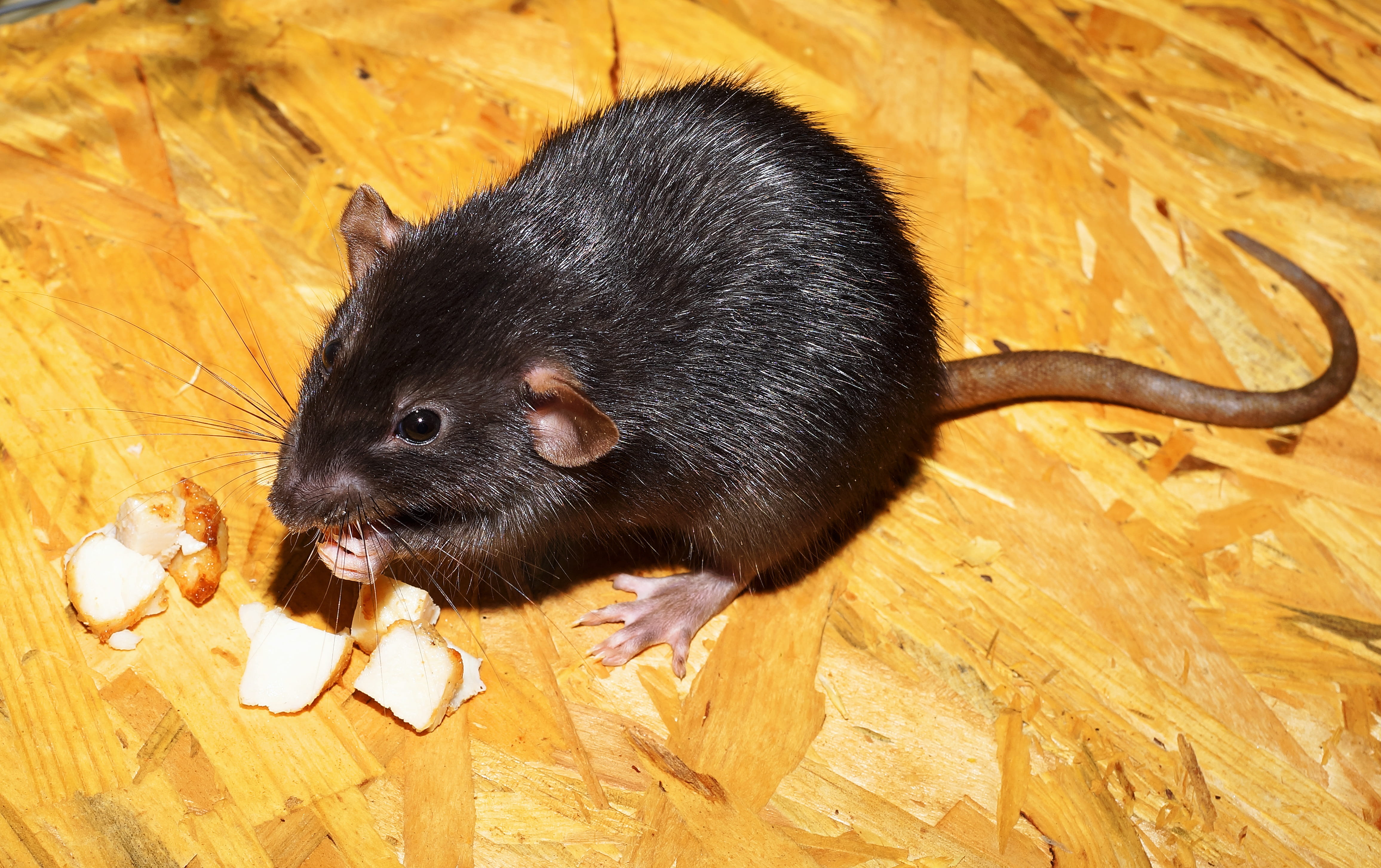 vertebrate, animal, hardwood floor, no people, close-up, head, flooring, mammal, close, fur, image, dear, animal wildlife, animal portrait, attention, wood, HD Wallpaper