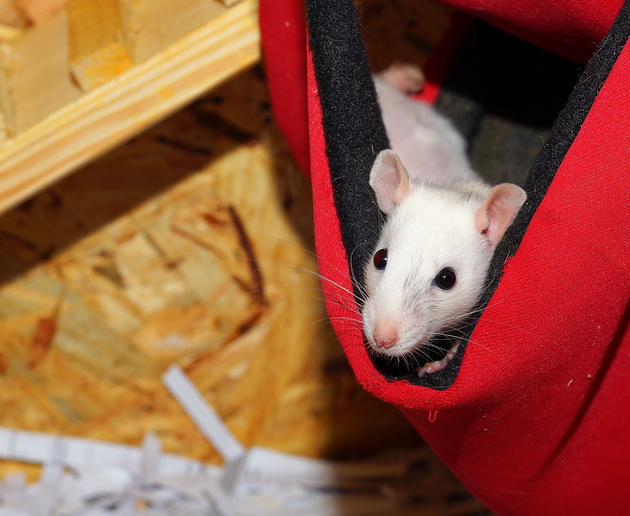 focus on foreground, rodent, day, curious, whisker, 1080P, dear, beauty, looking at camera, head, red, rat, small, one animal, domestic, inside, indoors, HD Wallpaper