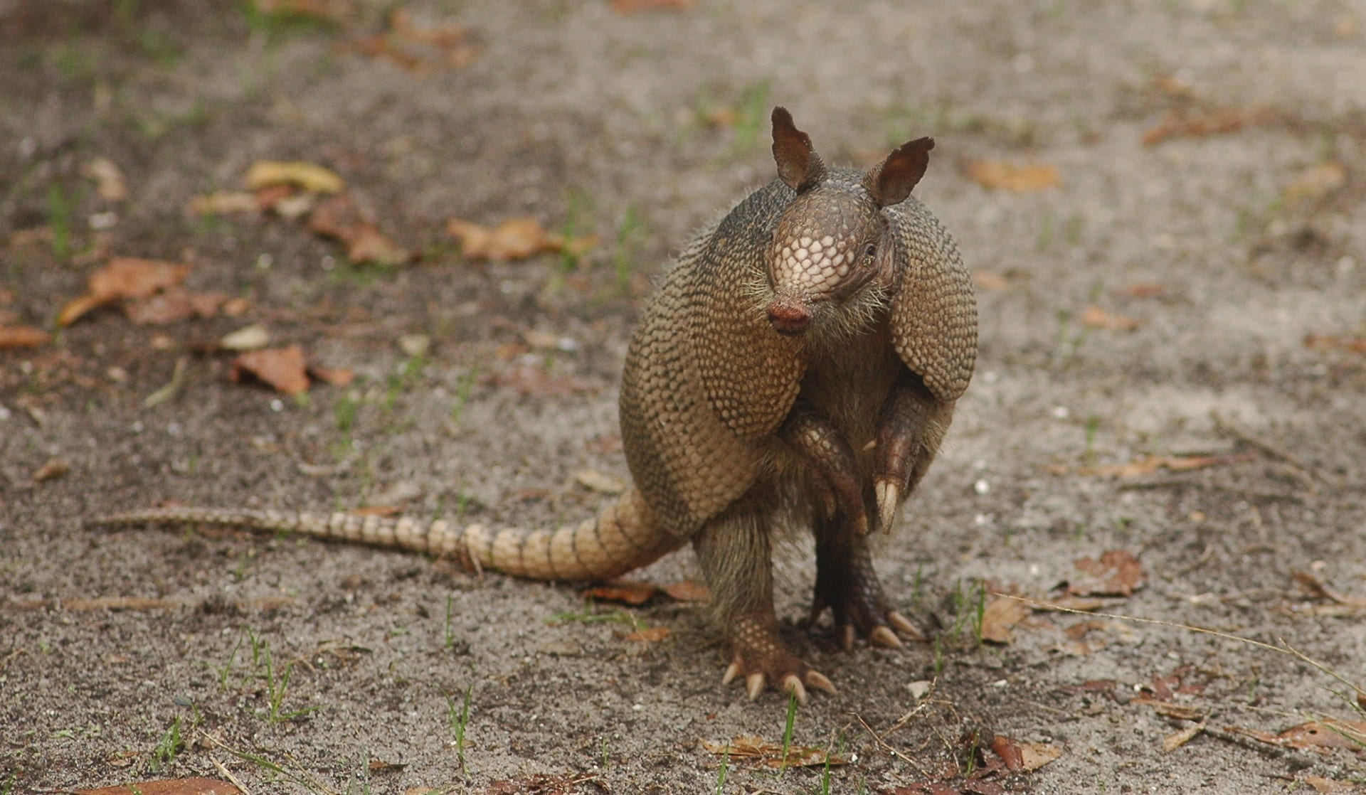 feline, one animal, land, animal, focus on foreground, brown, looking at camera, 1080P, nature, portrait, looking, armadillo, animals in the wild, cute, HD Wallpaper