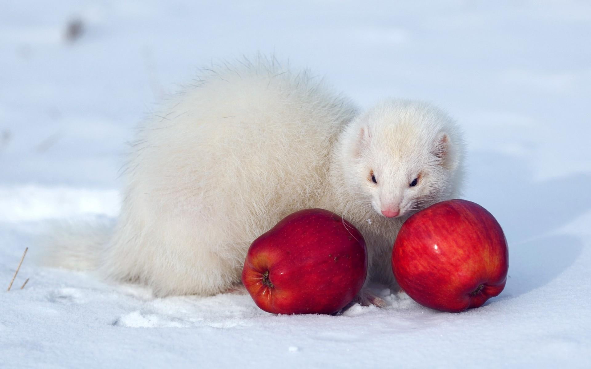 red, apple, ferret, animals, apples, 1920x1200, 1080P, white, two, HD Wallpaper