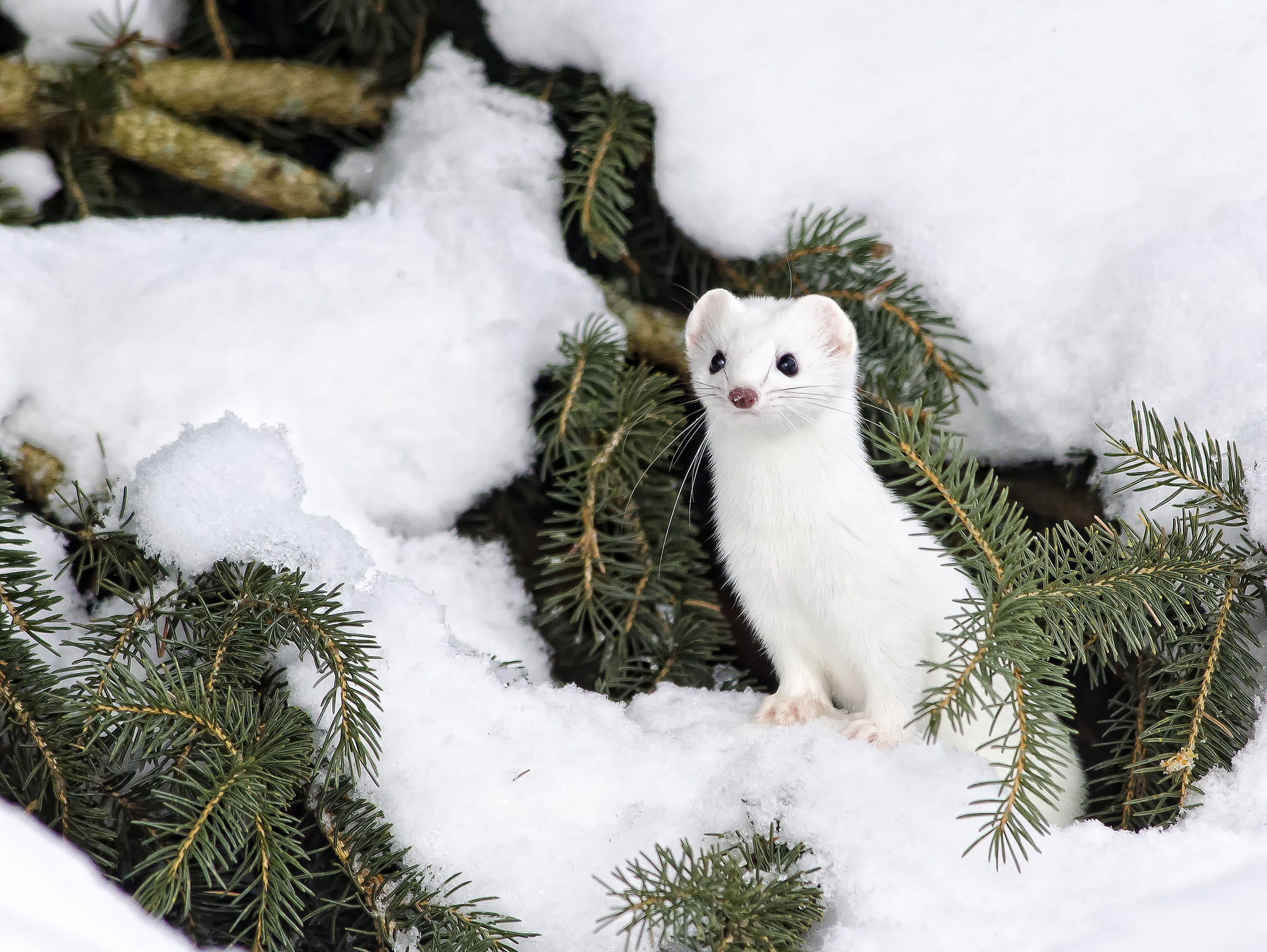 tree, mammal, season, domestic, winter, humor, close-up, vertebrate, portrait, plant, fur, animal, white, cute, looking at camera, looking, white color, HD Wallpaper