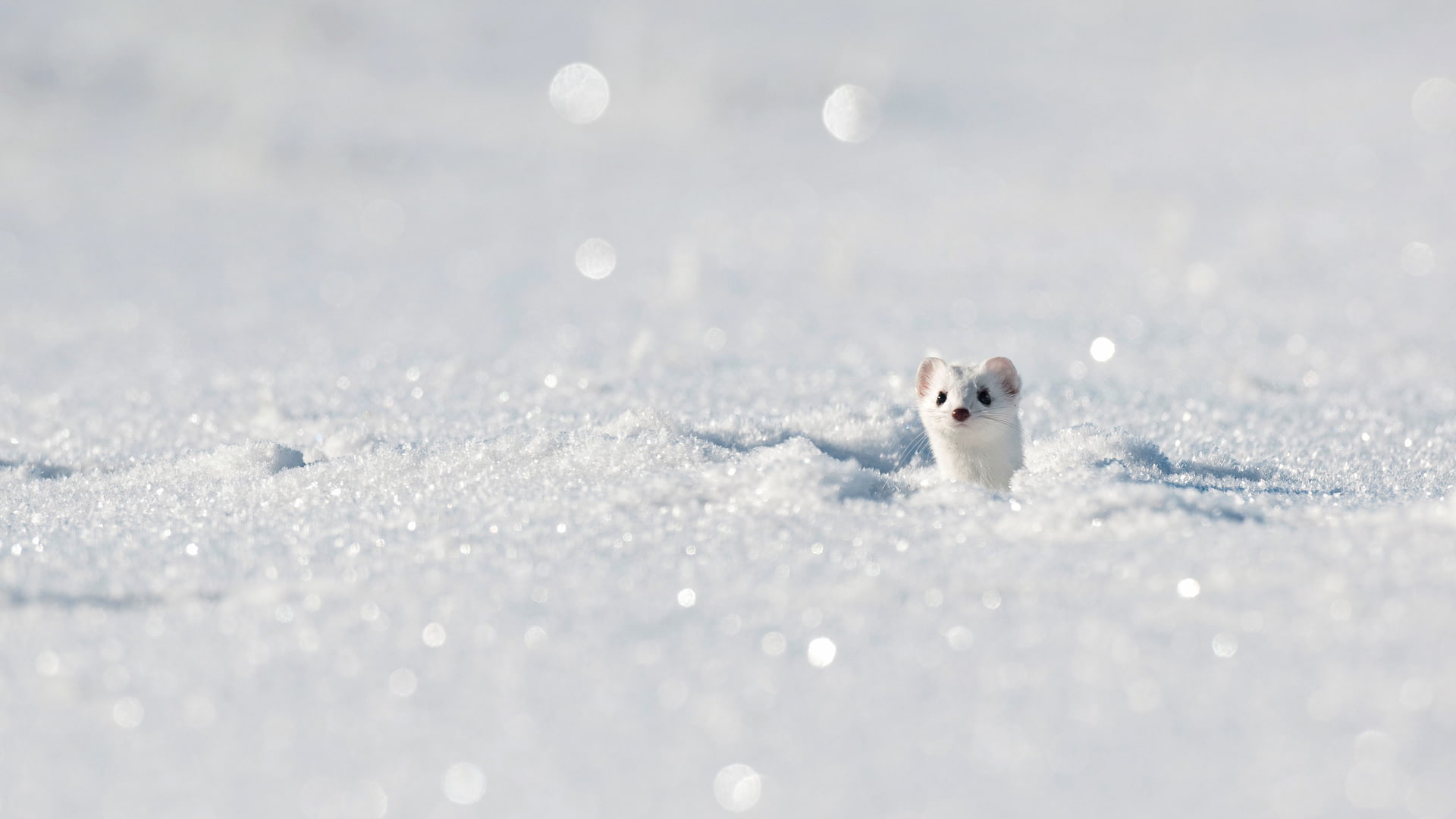 winter, France, snow, 1080P, ermine, Jura, HD Wallpaper