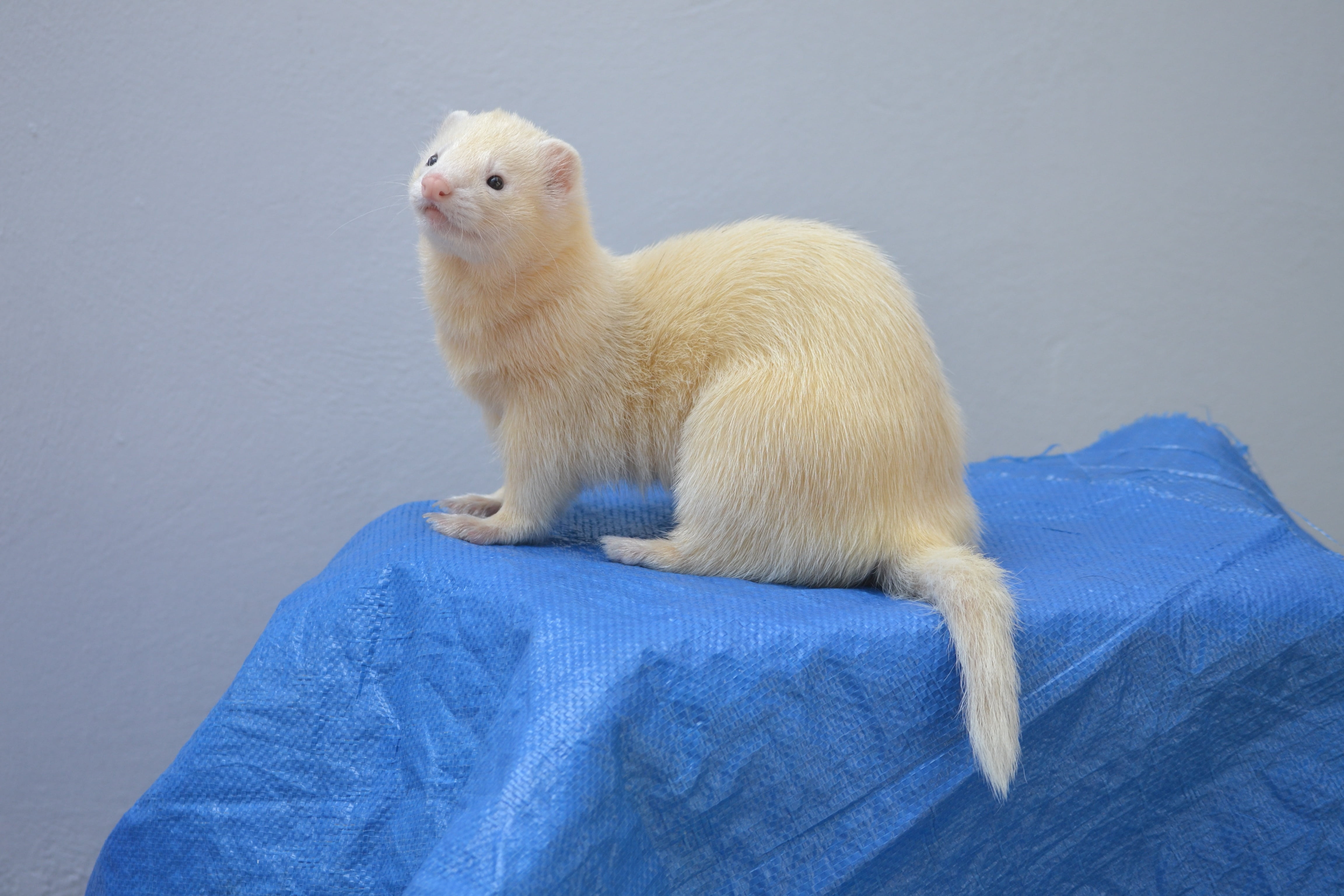 side view, ferret, polar bear, beige, animal wildlife, one animal, white, looking, hurolates, 4K, animals in the wild, pets, animal themes, ferrets, mammal, HD Wallpaper
